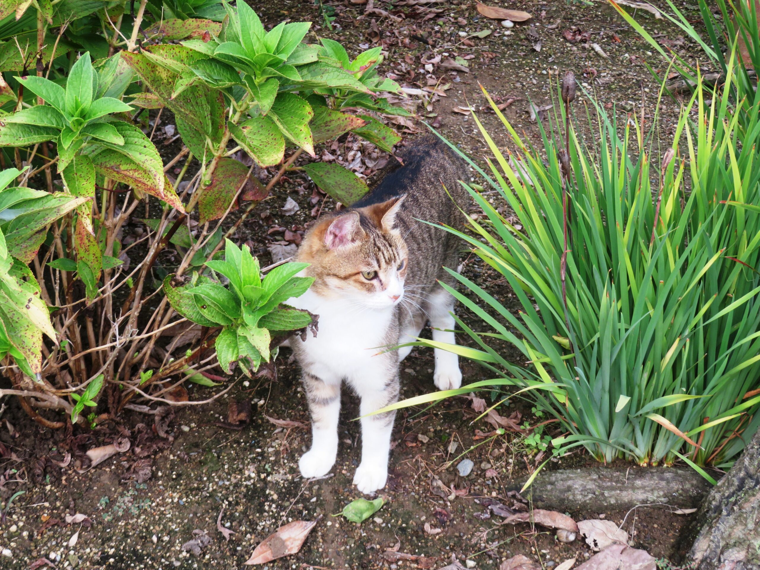 ねこ、風太　巡回