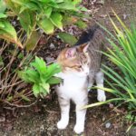 ねこ、風太　巡回