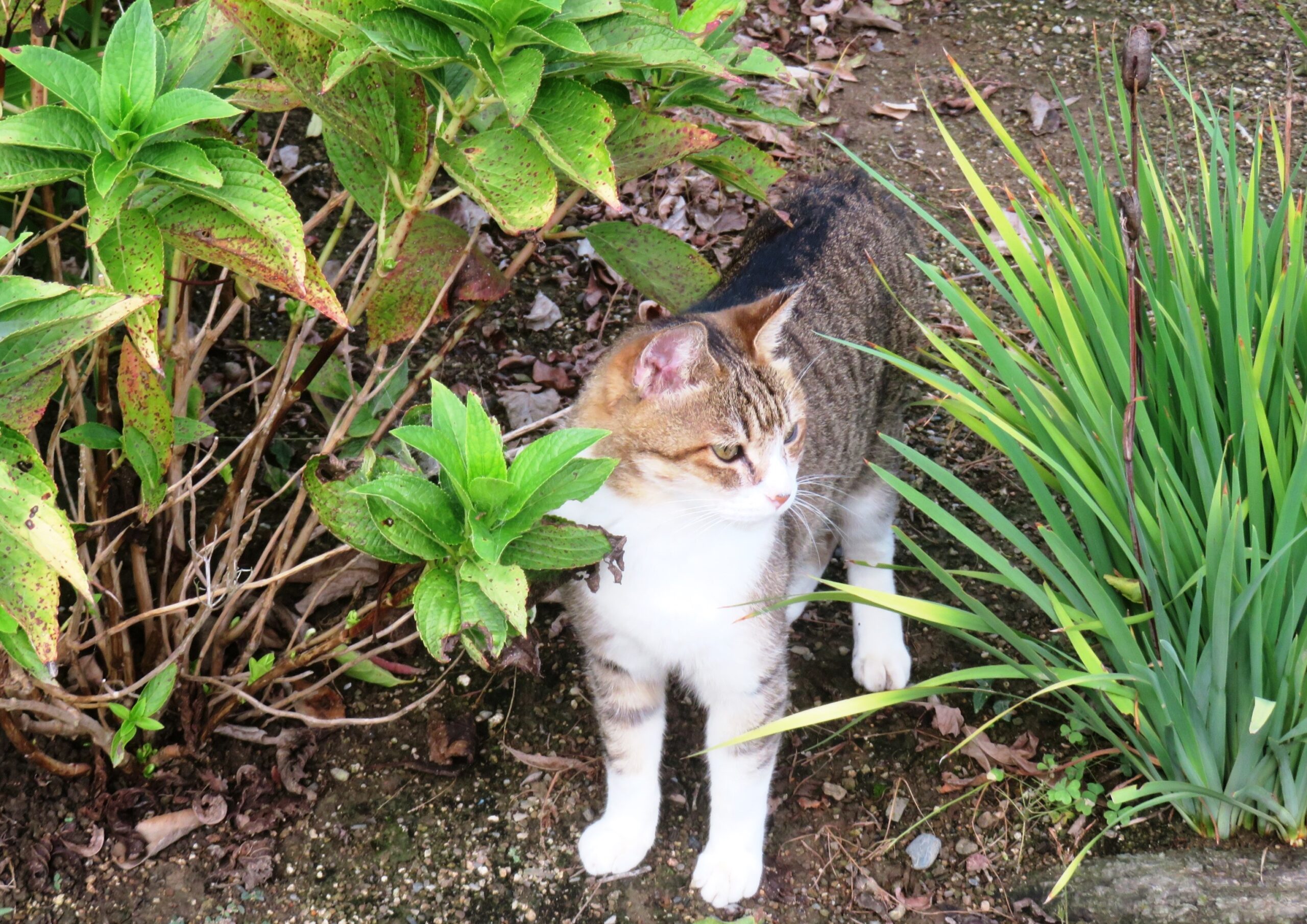 ねこ、風太　巡回