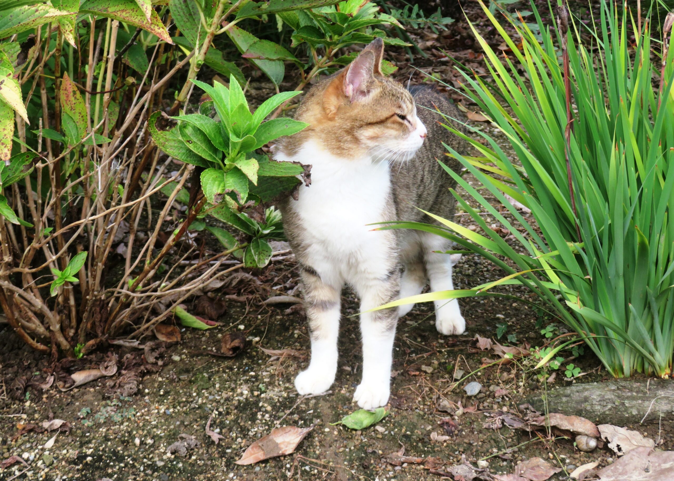 ねこ、風太　巡回