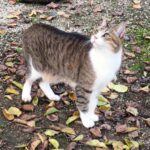 ねこ、風太　巡回