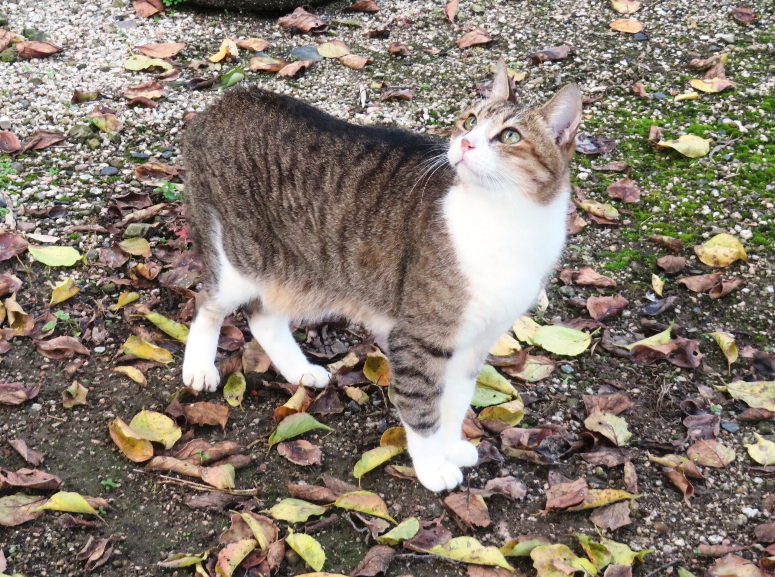 ねこ、風太　巡回