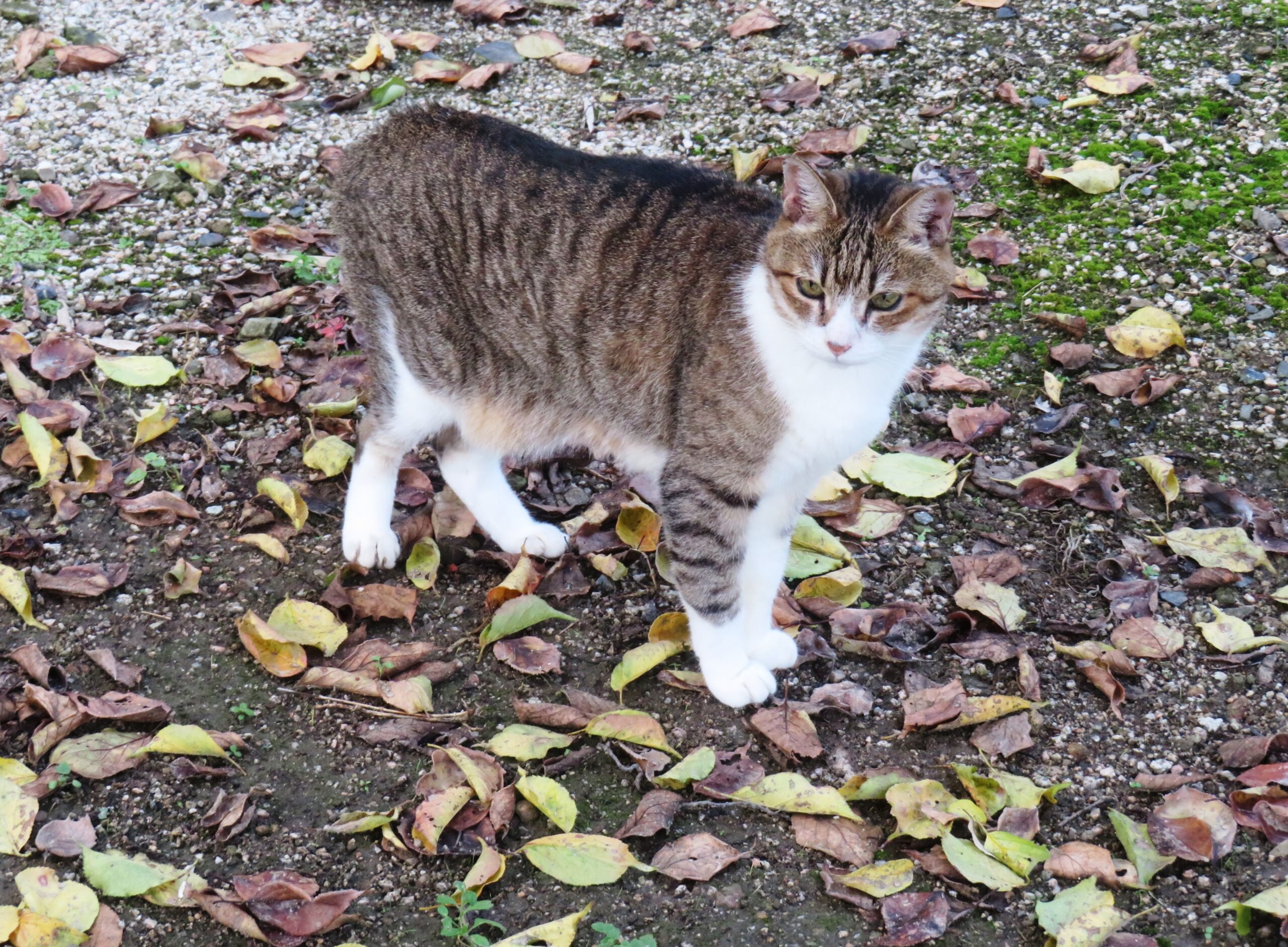ねこ、風太　巡回