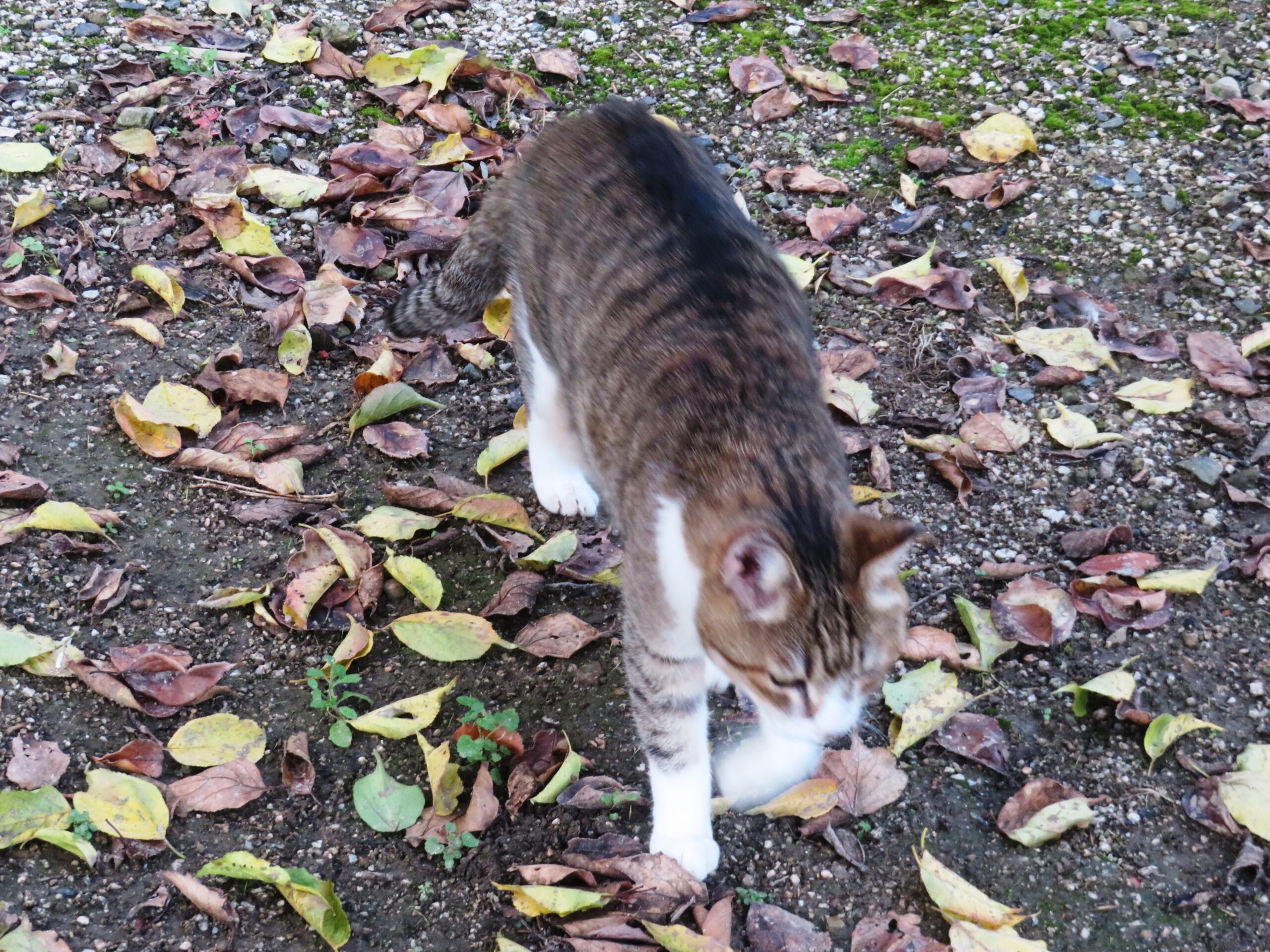 ねこ、風太　巡回