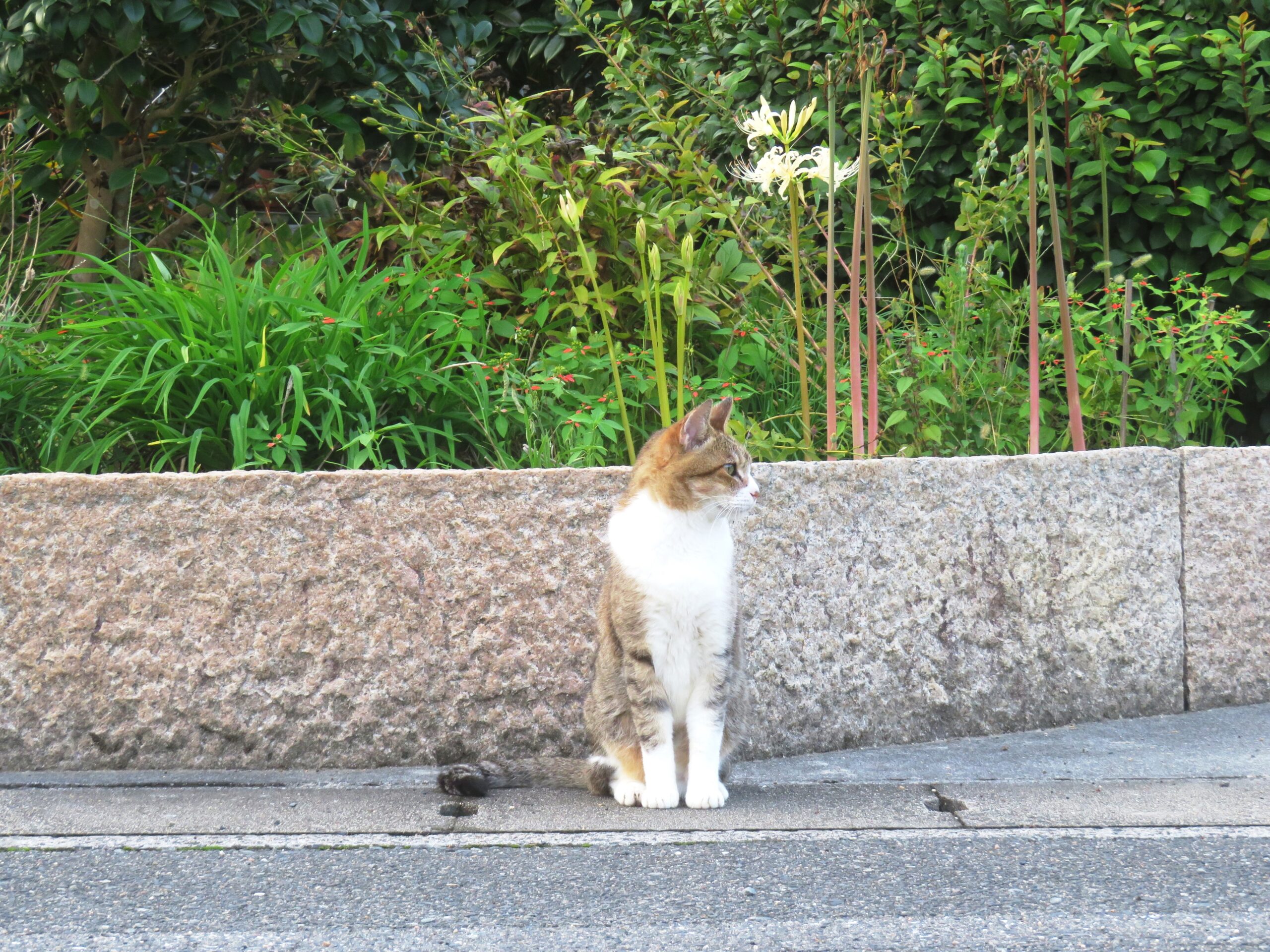 ねこ、風太　巡回
