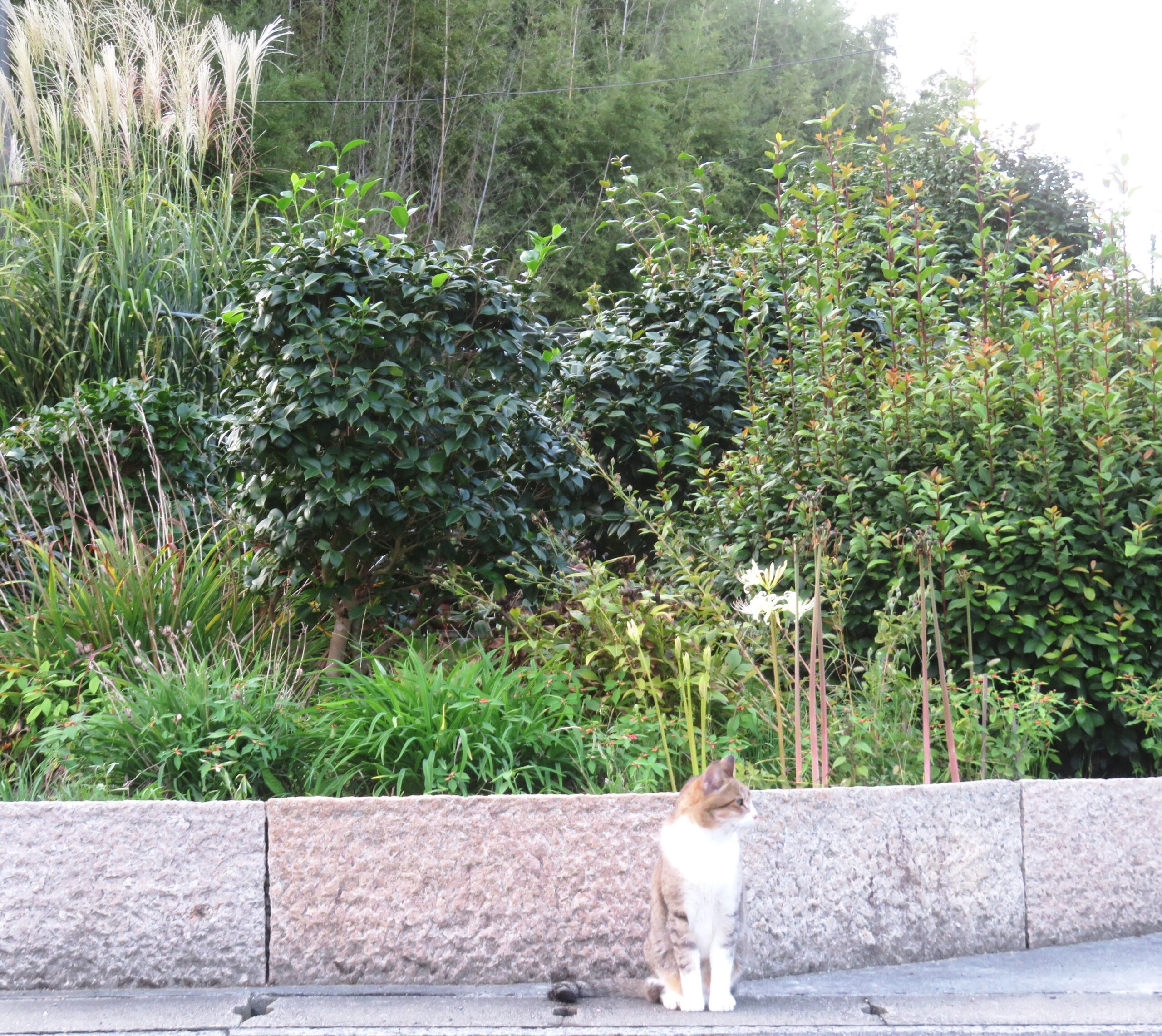 ねこ、風太　巡回