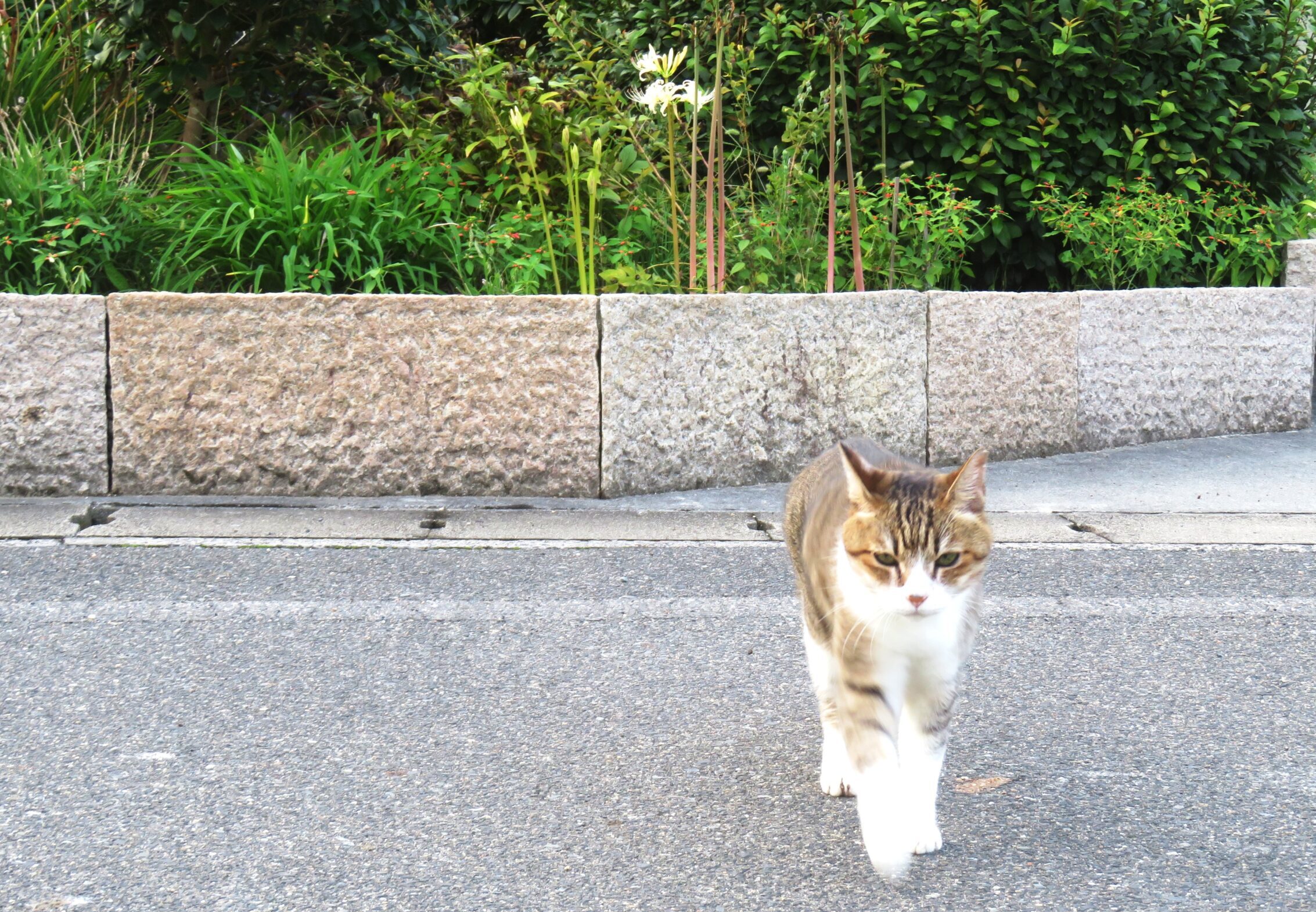 ねこ、風太　巡回