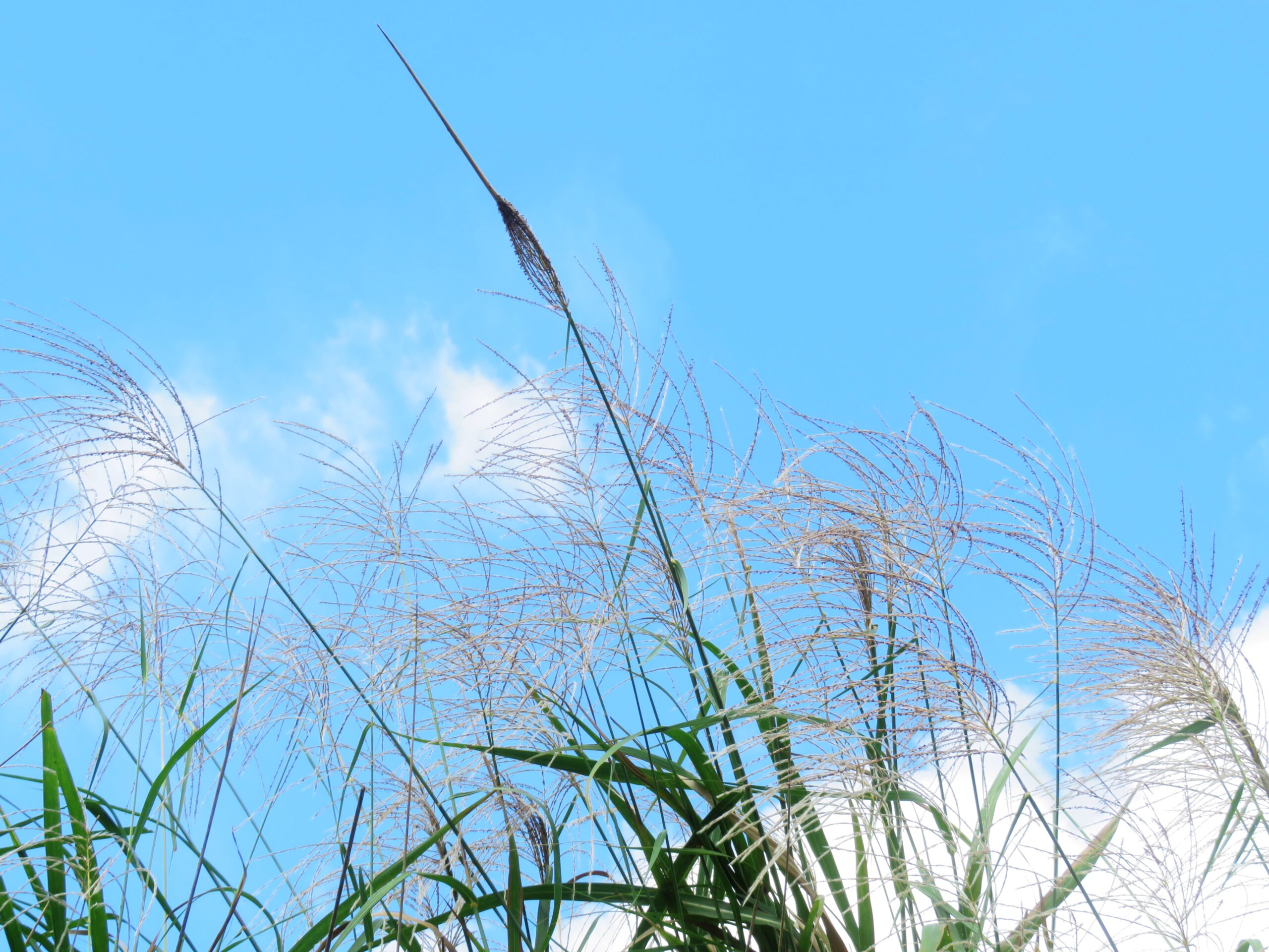 ススキと秋の空