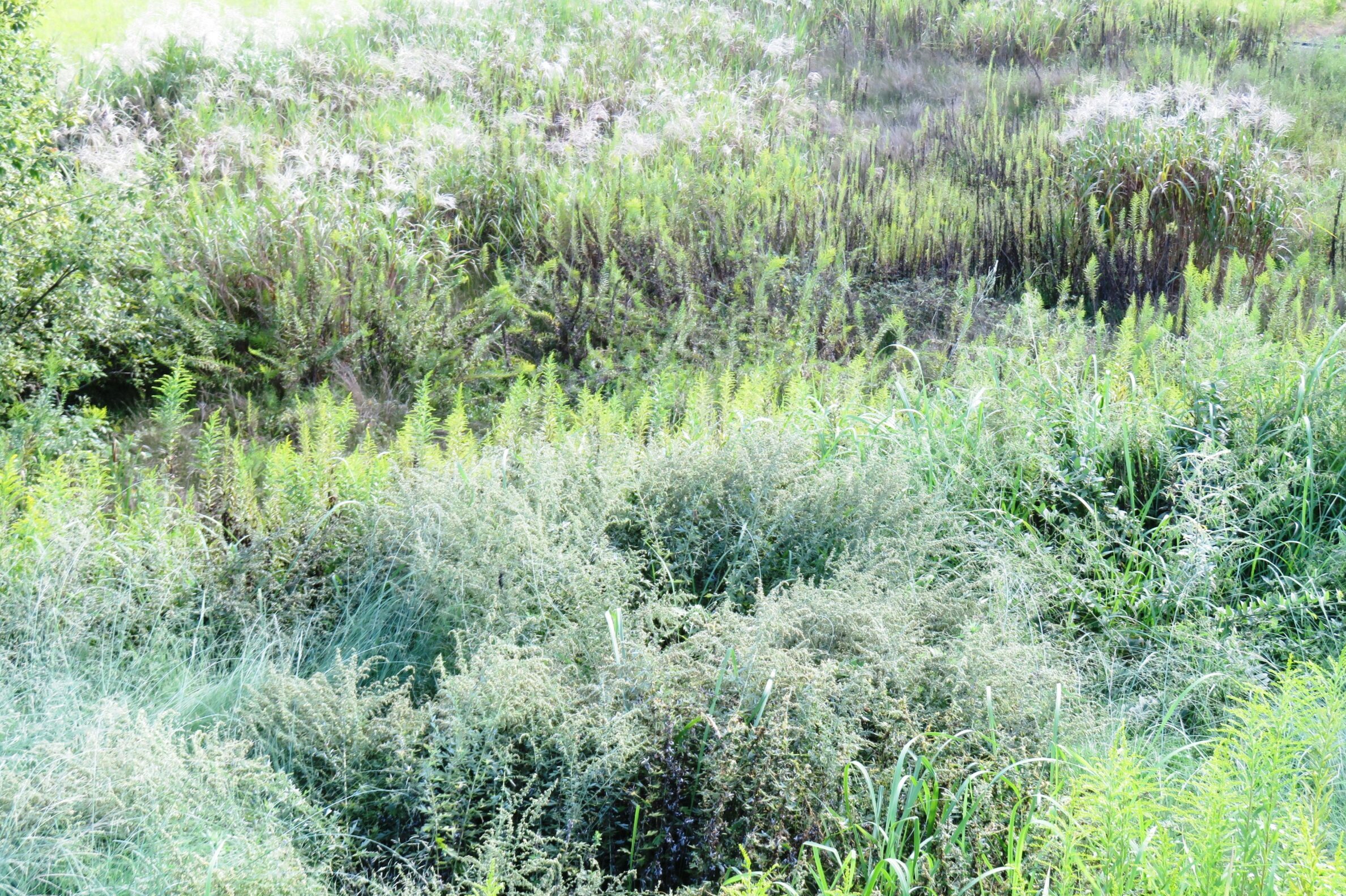 晩秋の田舎