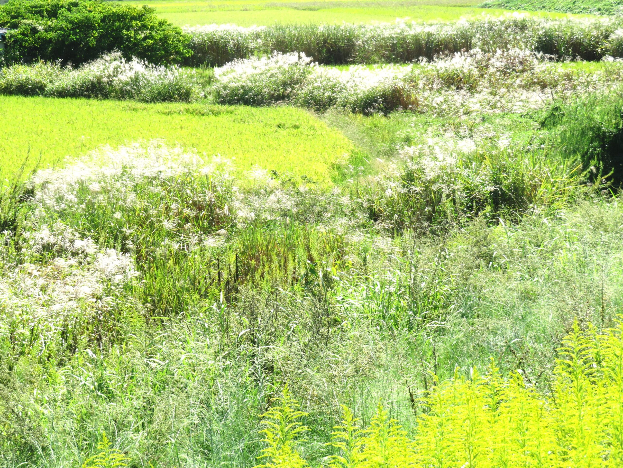 中秋の田舎