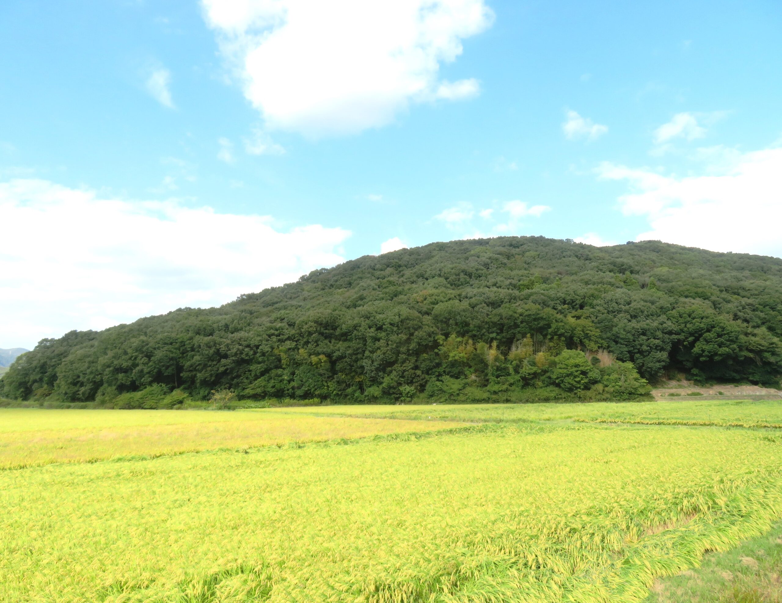 豊穣の稲穂