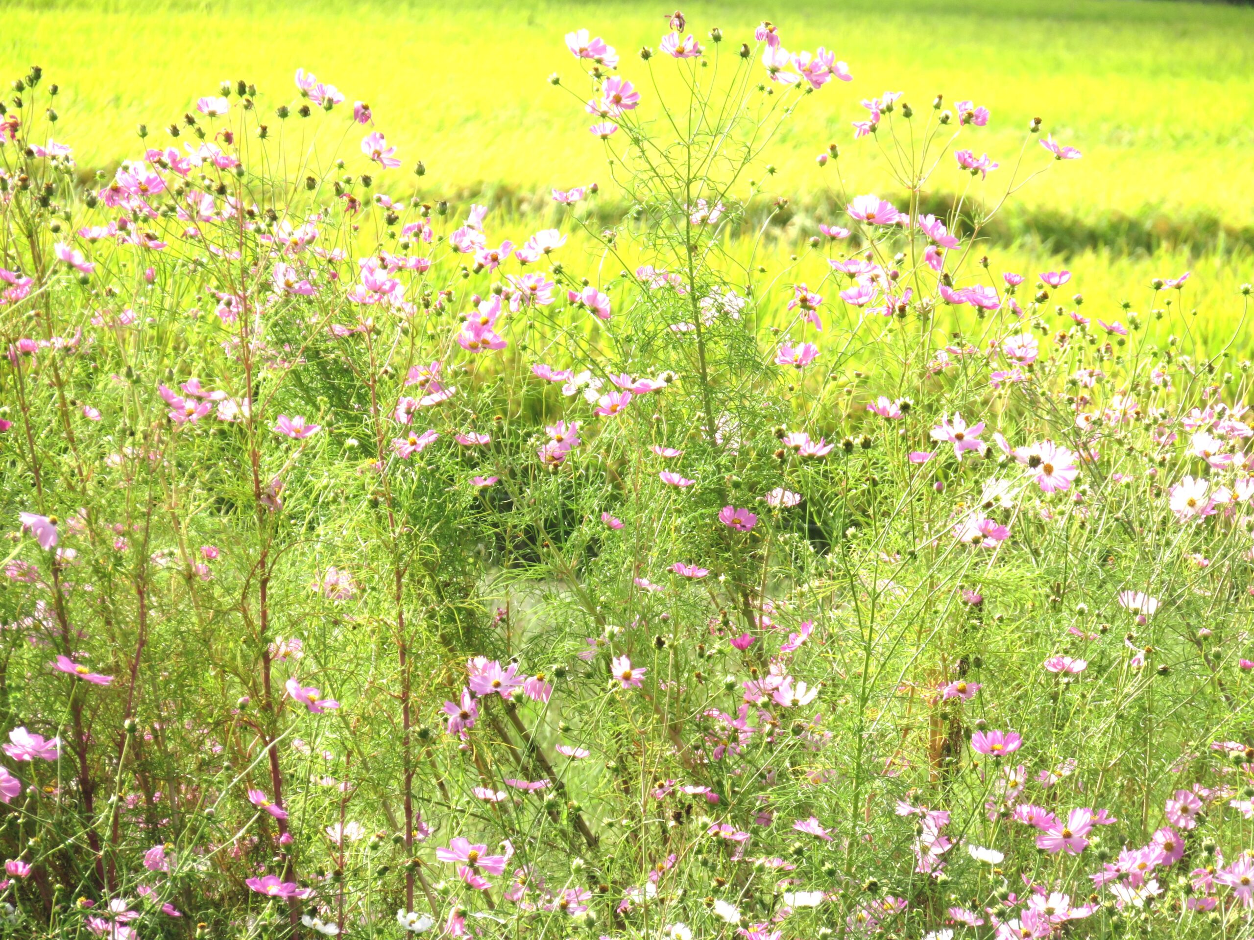 秋の畑花壇