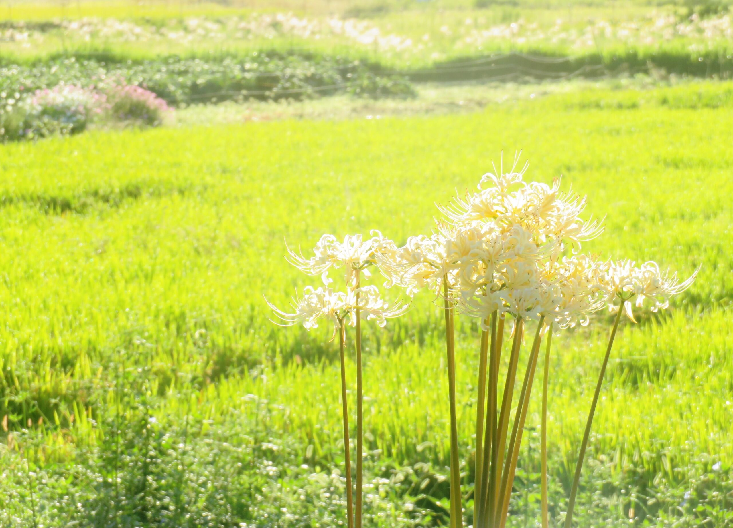 白曼殊沙華と稲穂