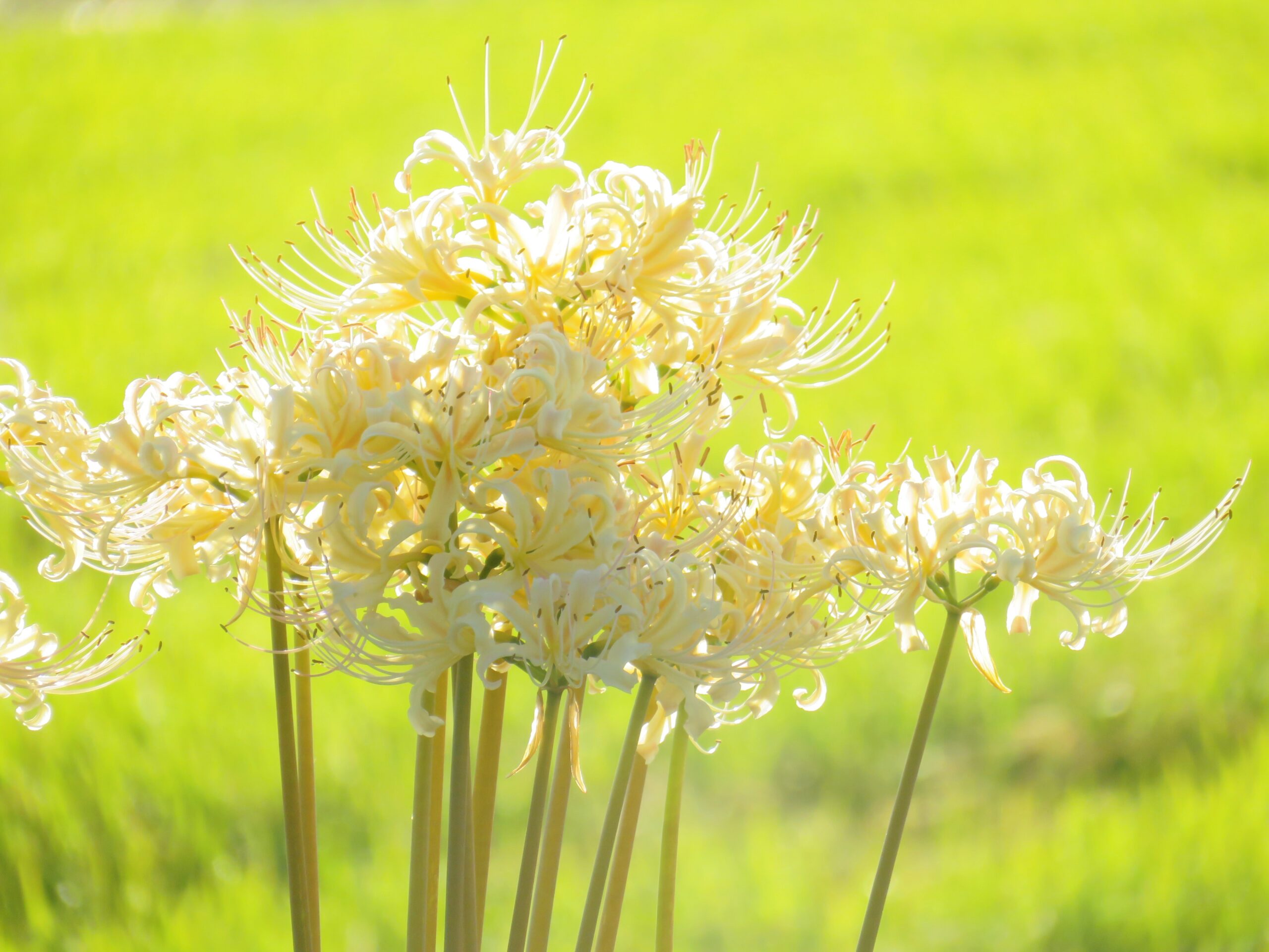 白曼殊沙華と稲穂