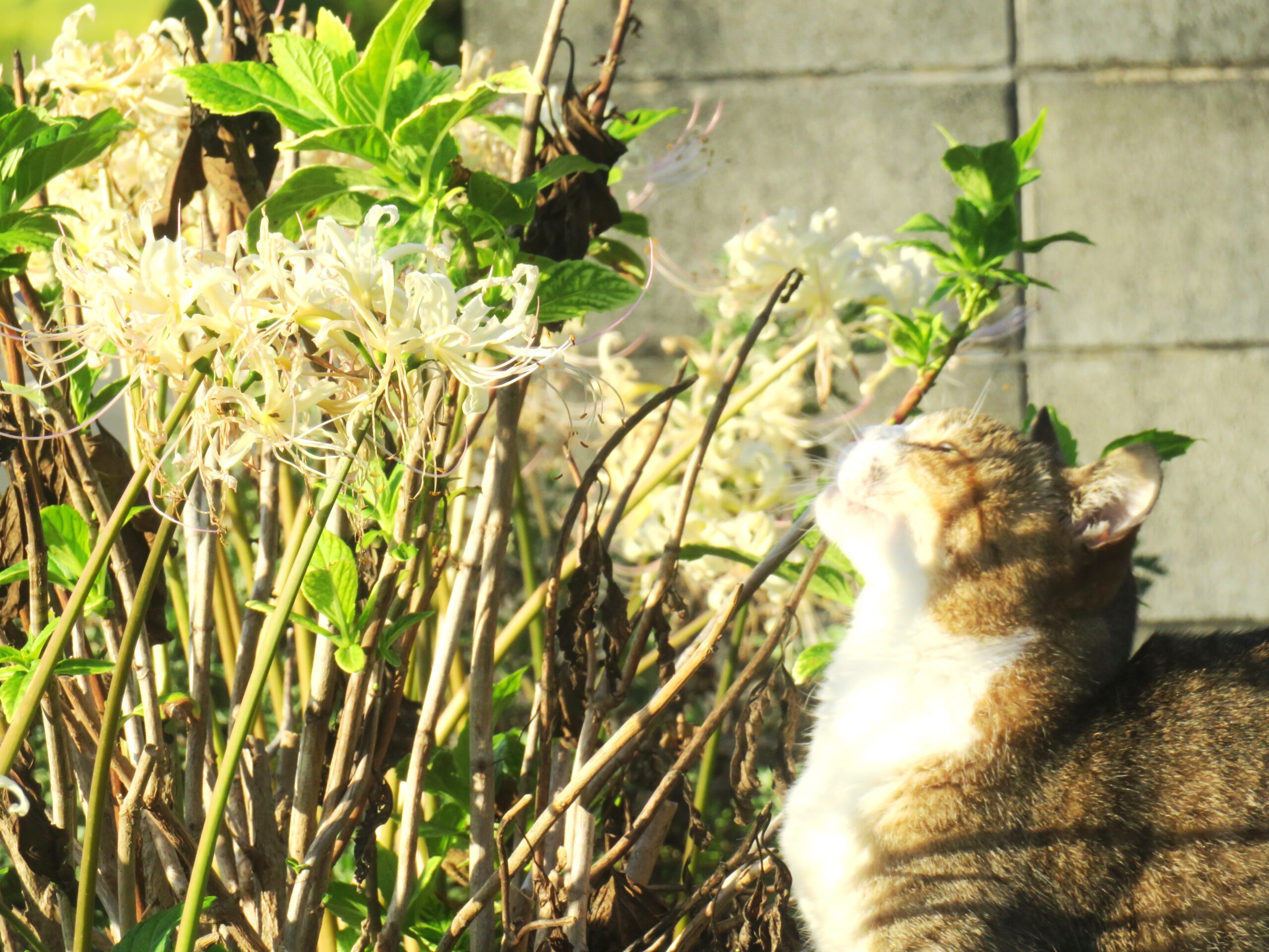 ねこ、風太　巡回