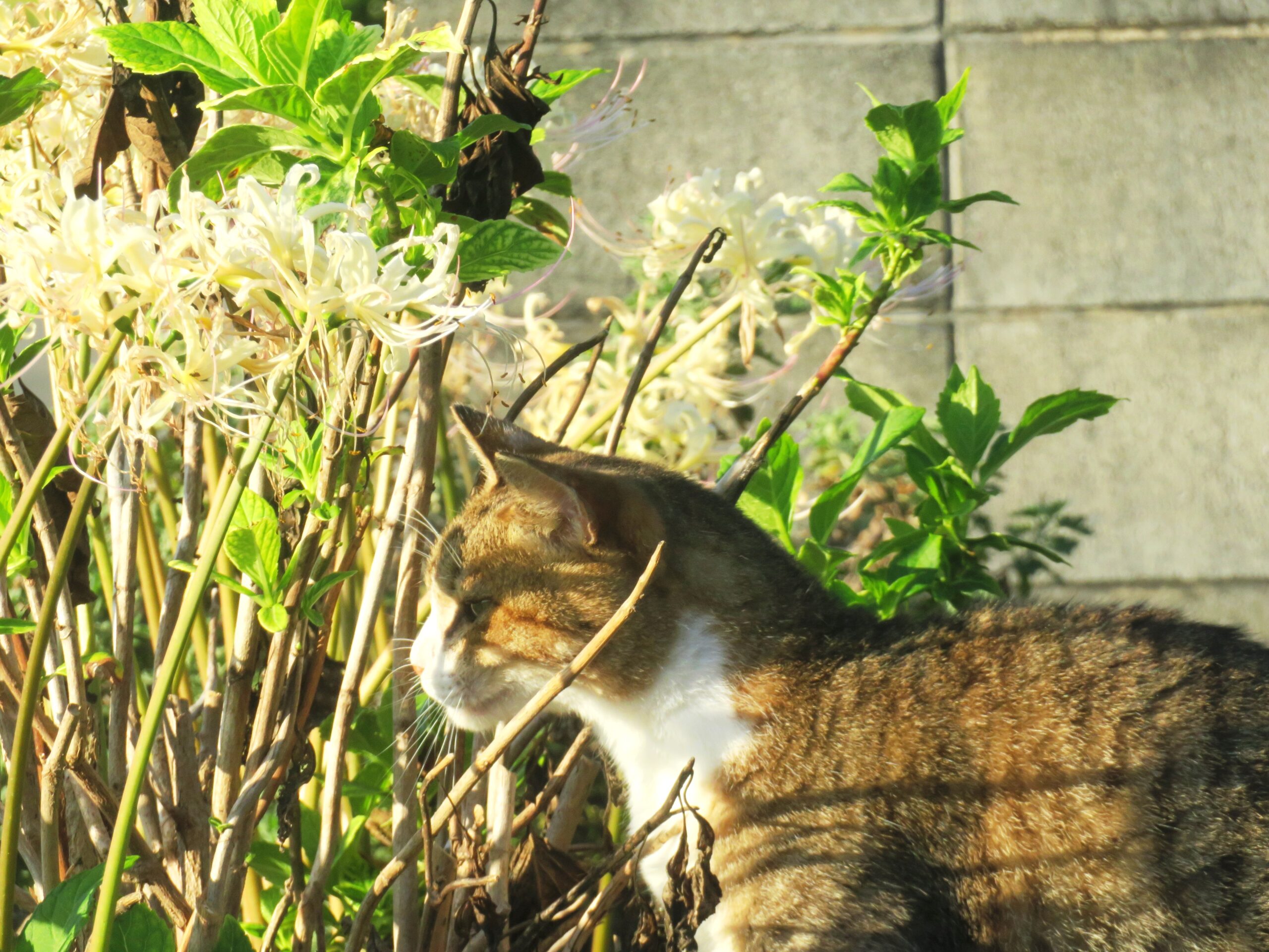 ねこ、風太　巡回