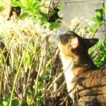 ねこ、風太　巡回