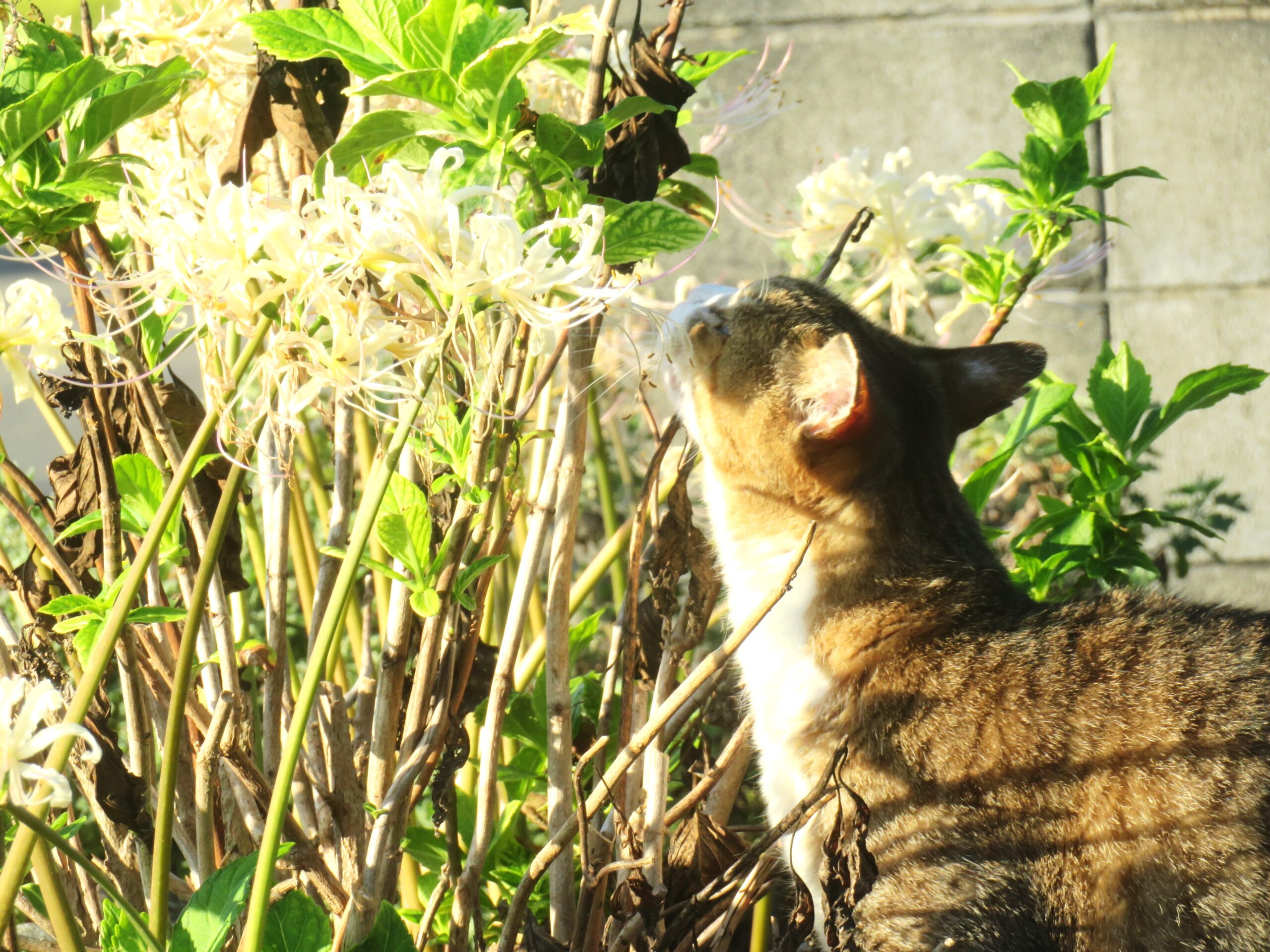 ねこ、風太　巡回