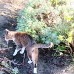 ねこ、風太　巡回