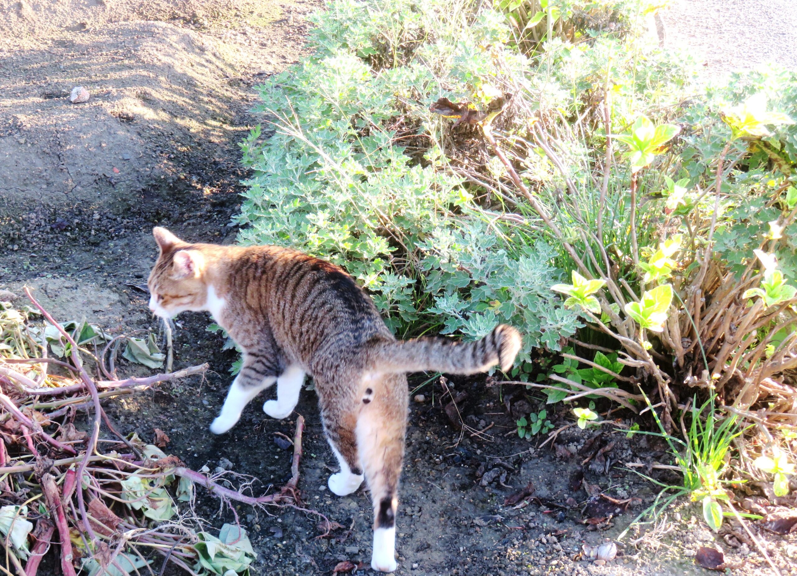 ねこ、風太 巡回