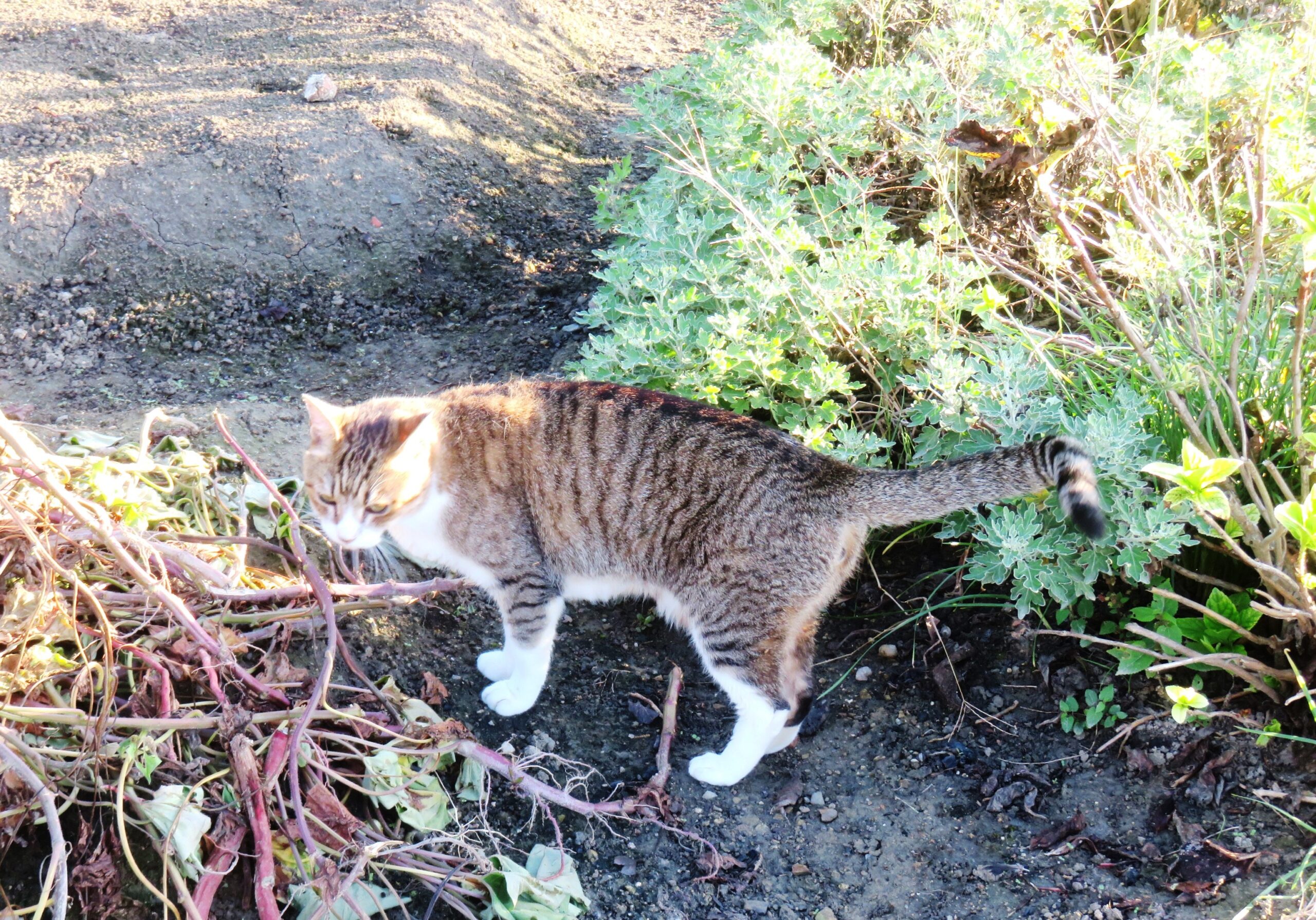 ねこ、風太 巡回