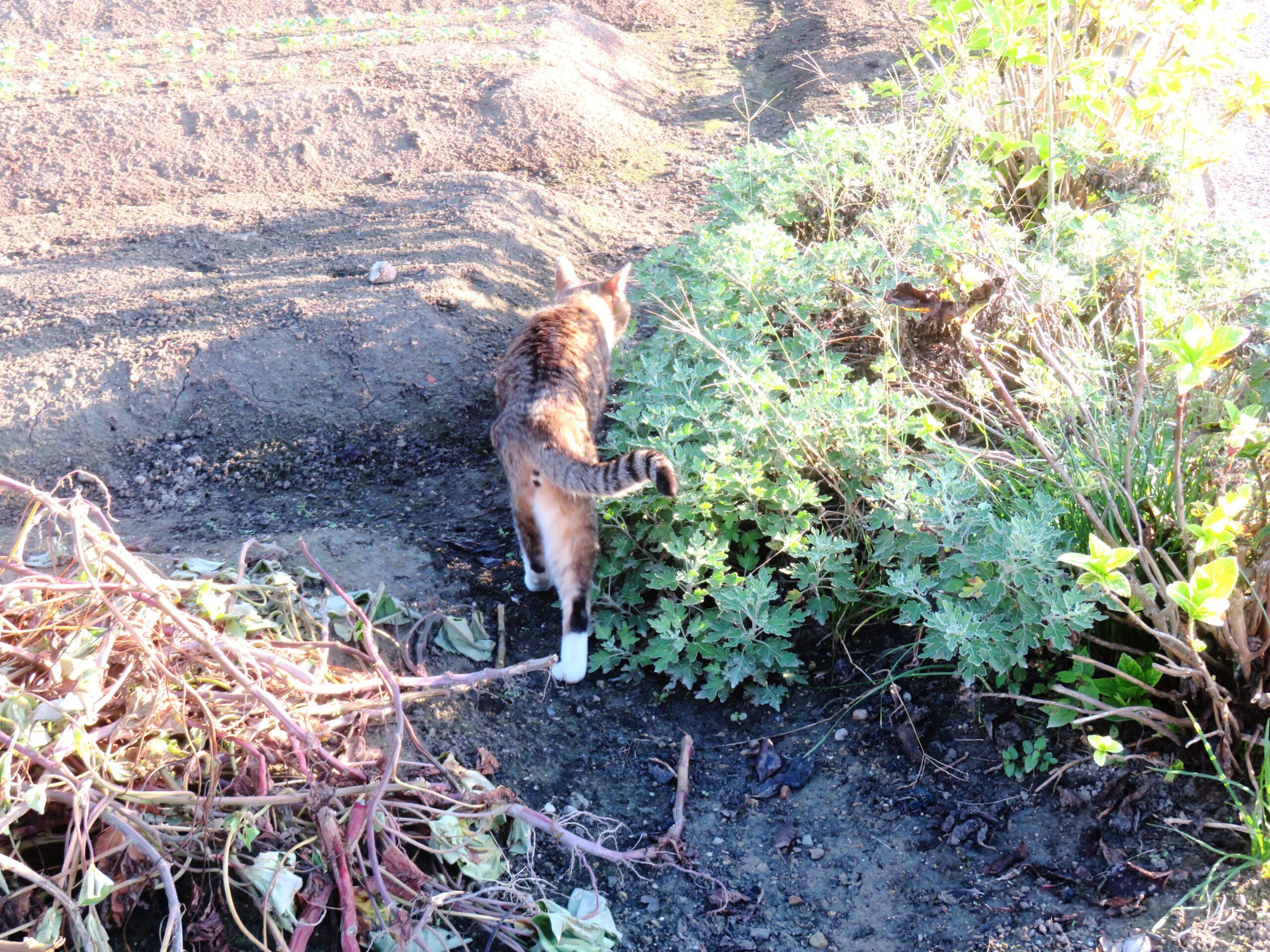 ねこ、風太 巡回
