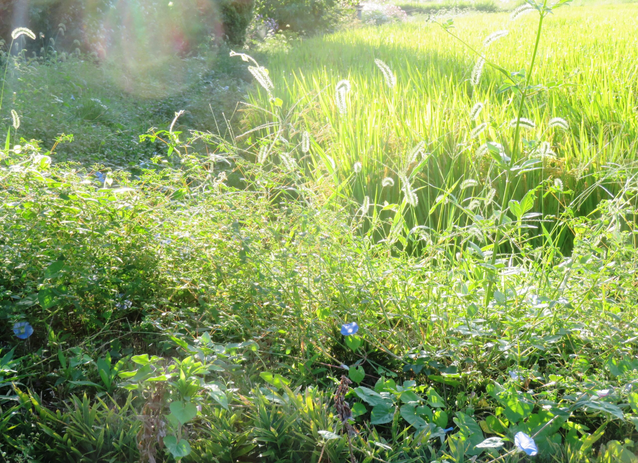 10月の田舎