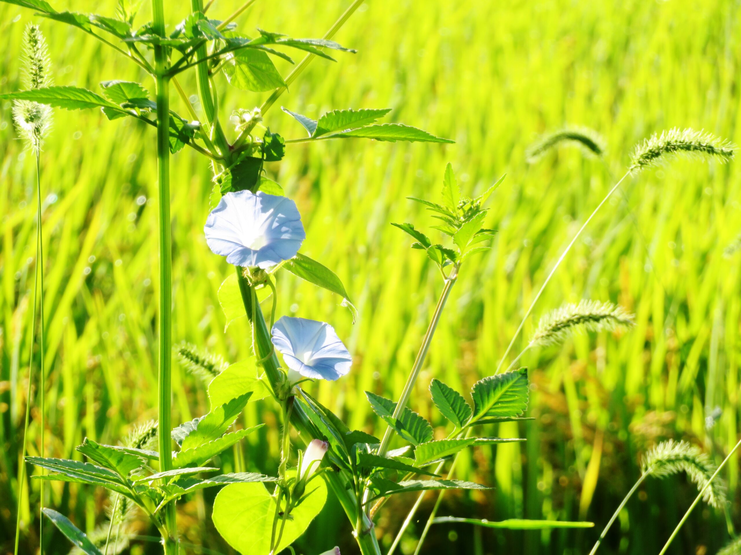 10月の田舎