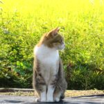 ねこ、風太　巡回