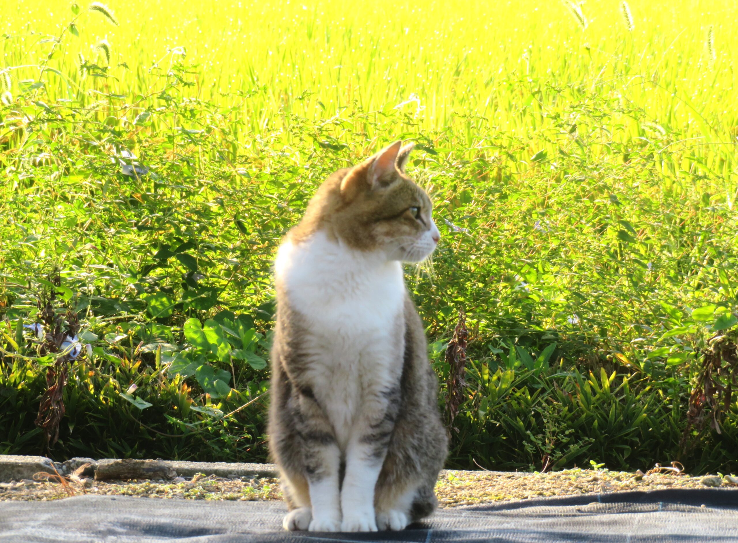 ねこ、風太 巡回