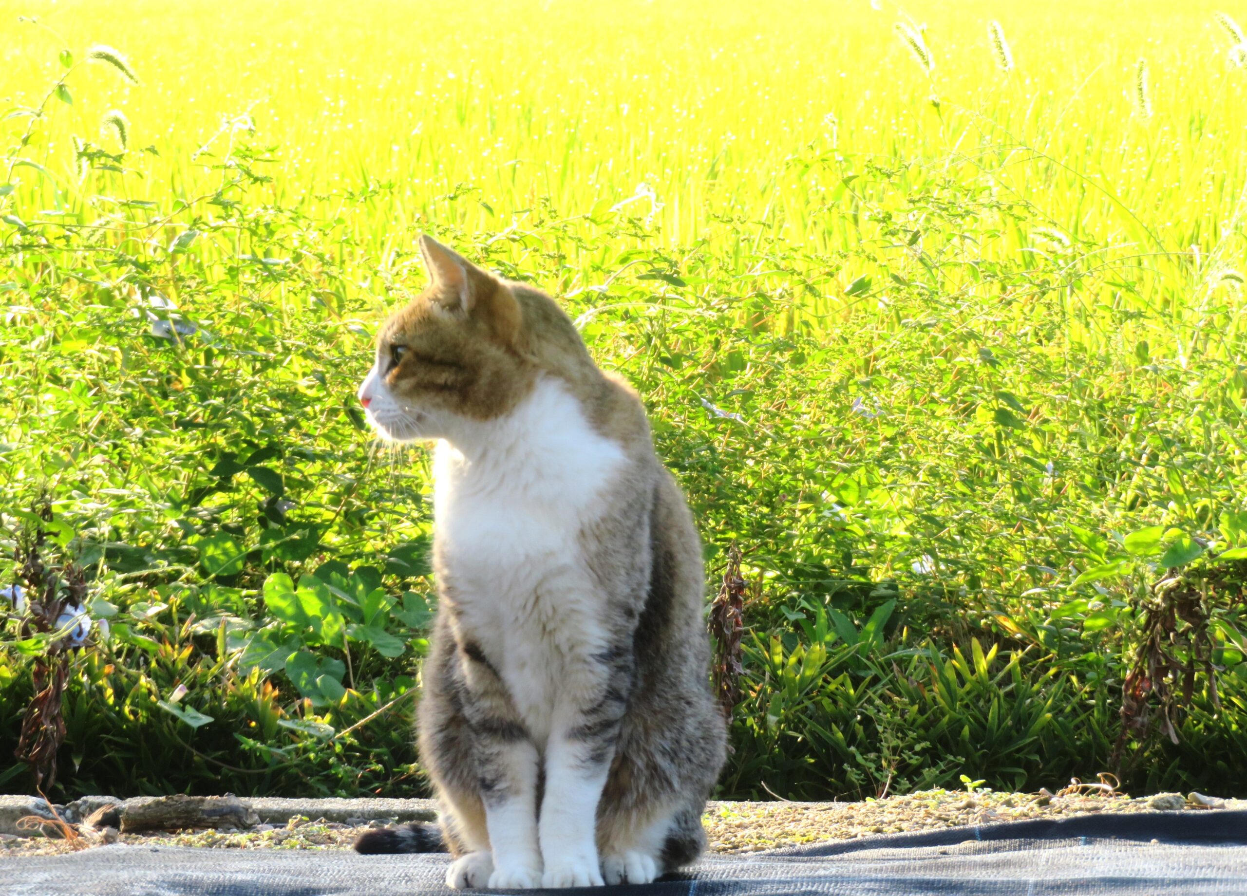 ねこ、風太 巡回