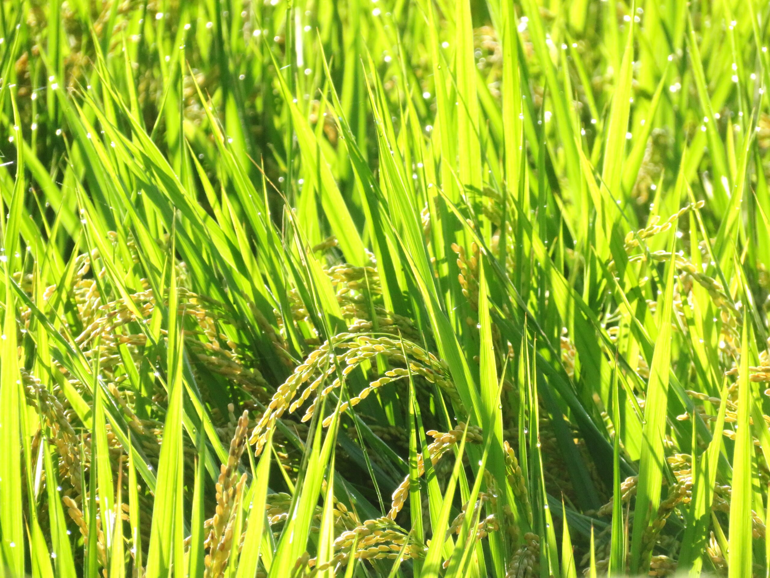 10月の田舎