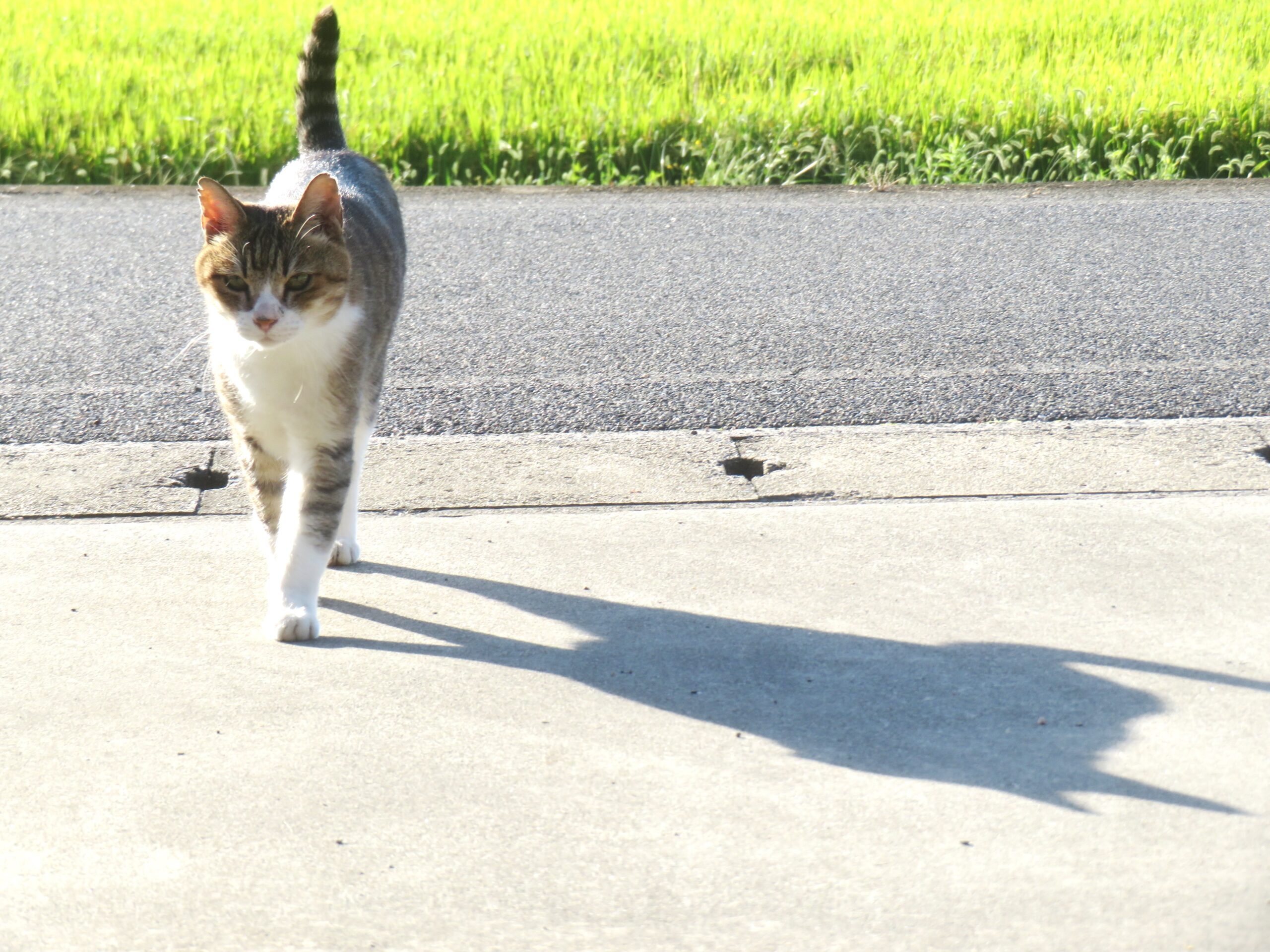 ねこ、風太 巡回