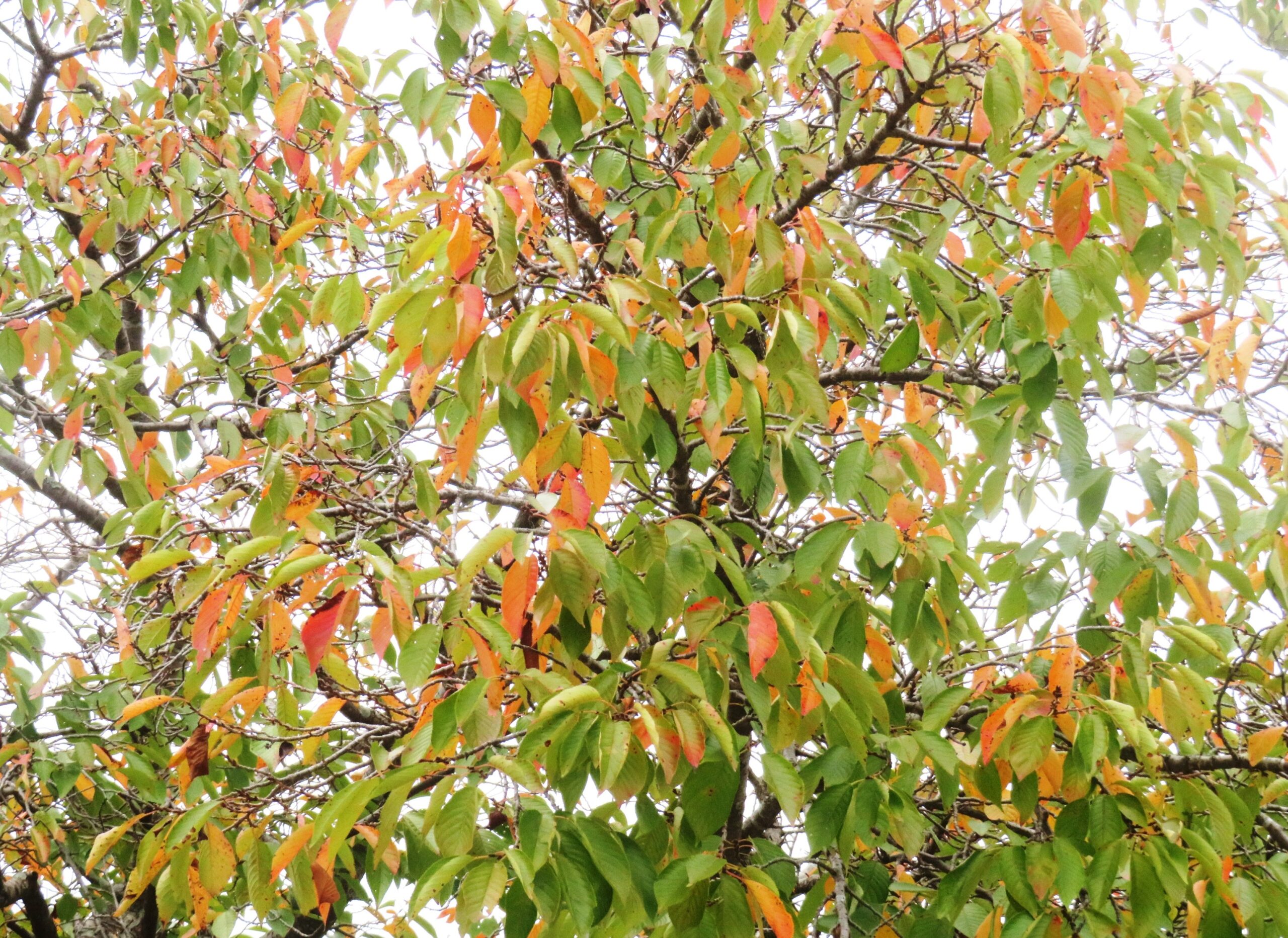 桜の紅葉