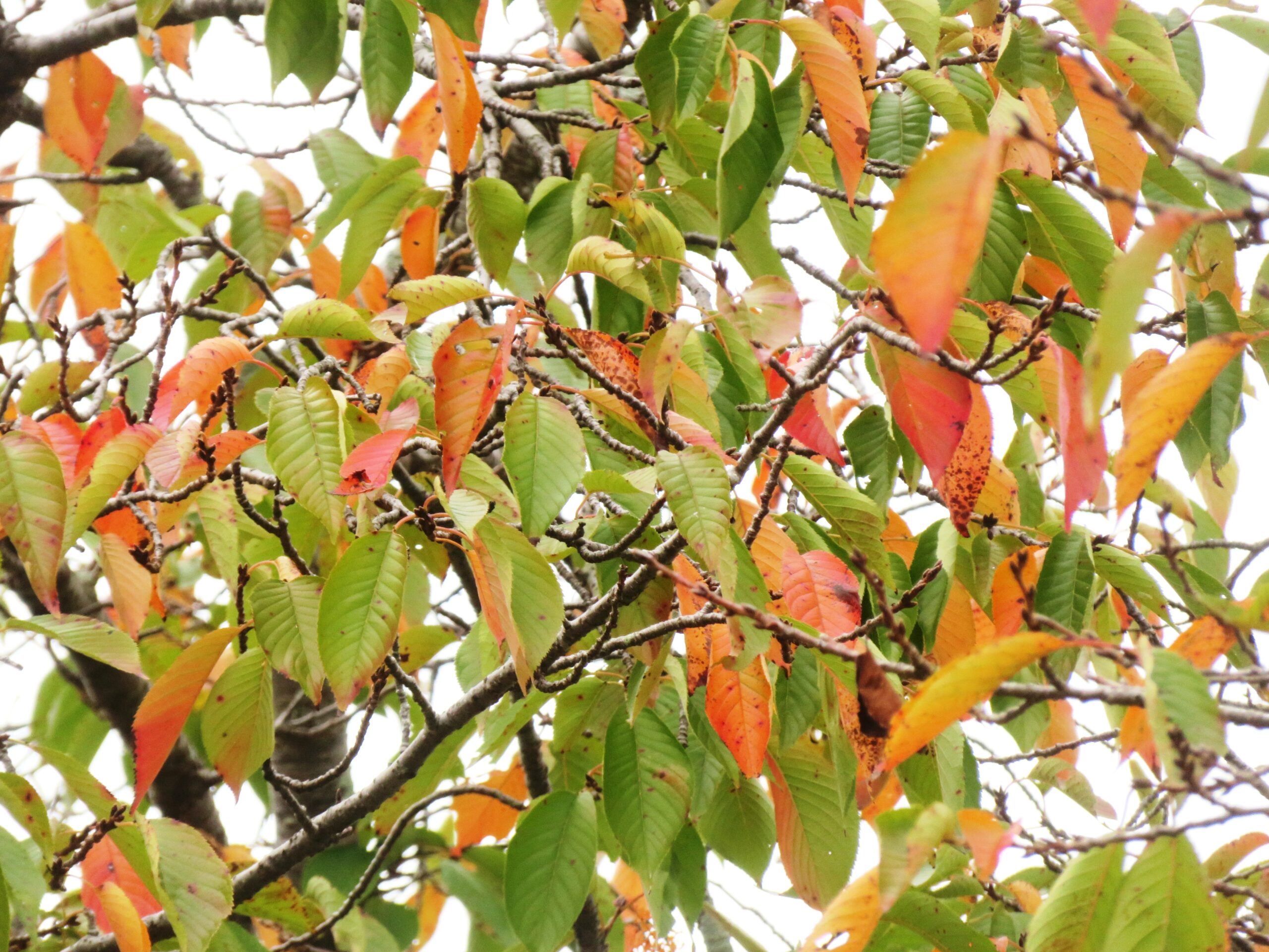 桜の紅葉