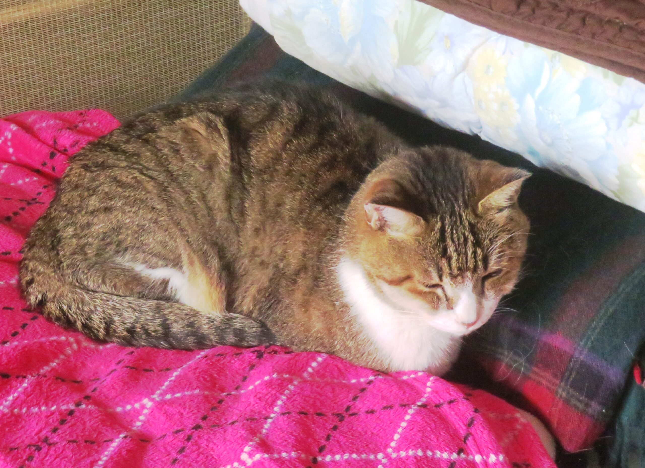 ねこ、風太 ベッド