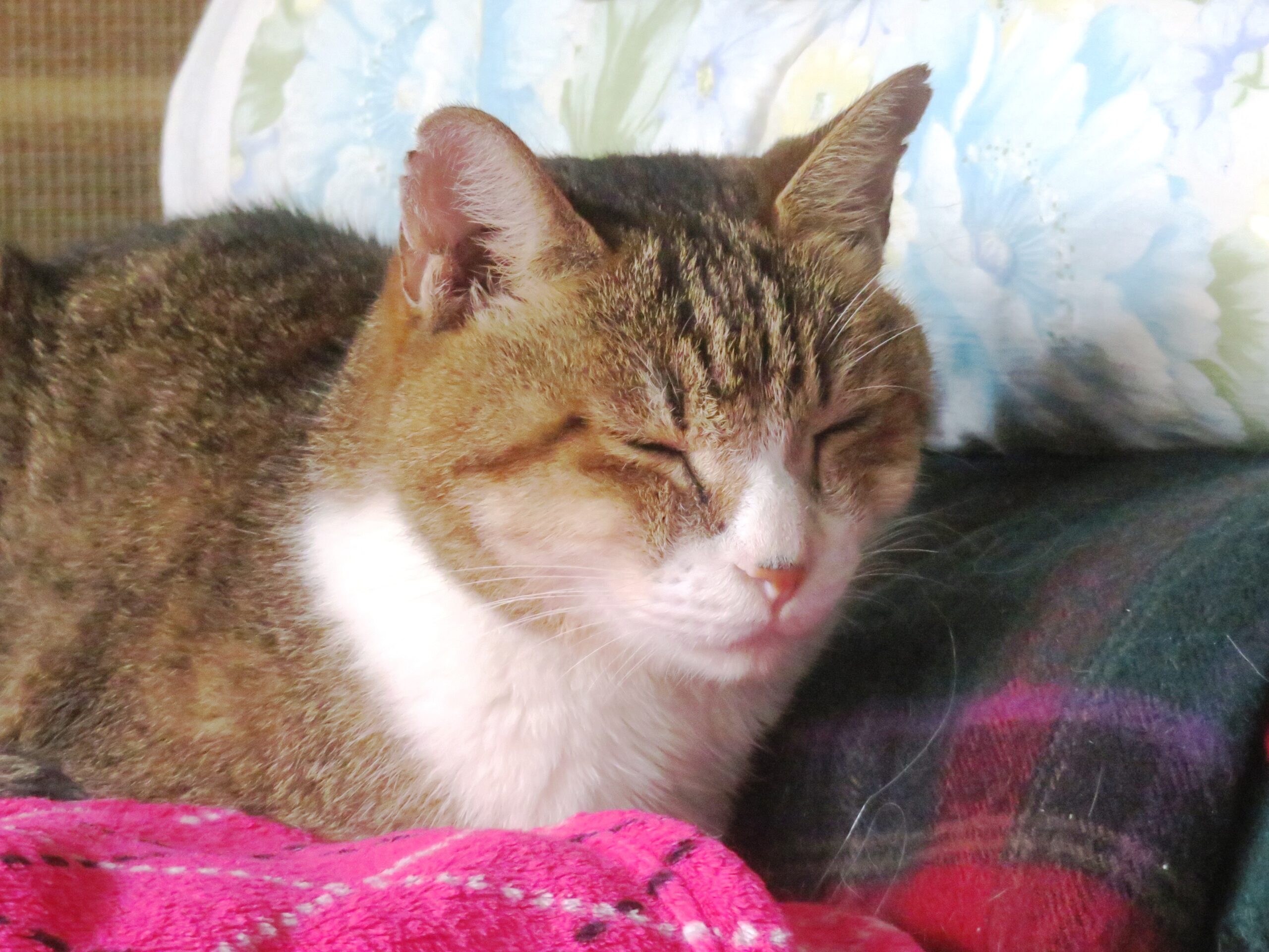 ねこ、風太 ベッド