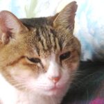 ねこ、風太　ベッド