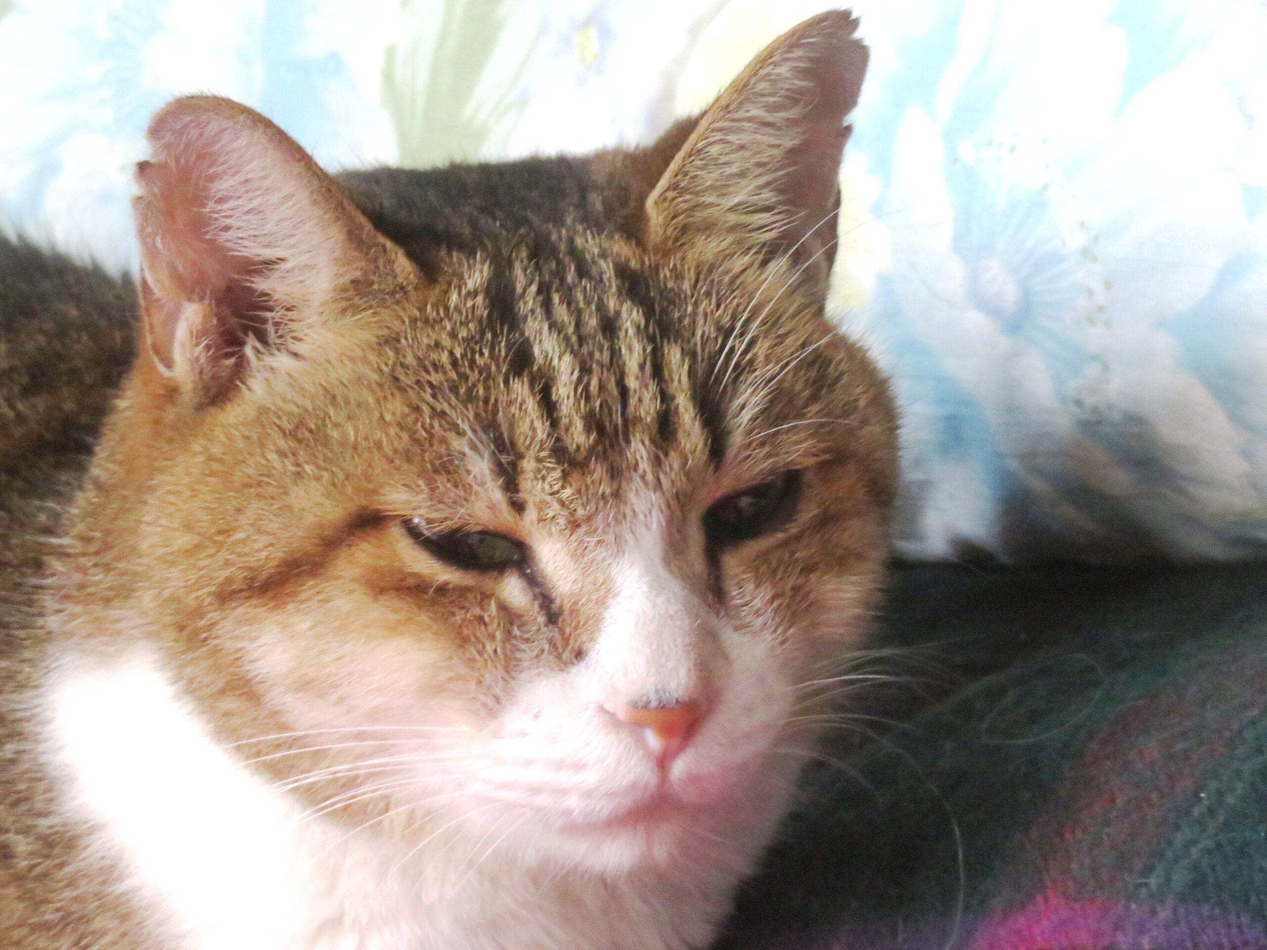 ねこ、風太 ベッド