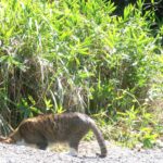 ねこ、風太　巡回