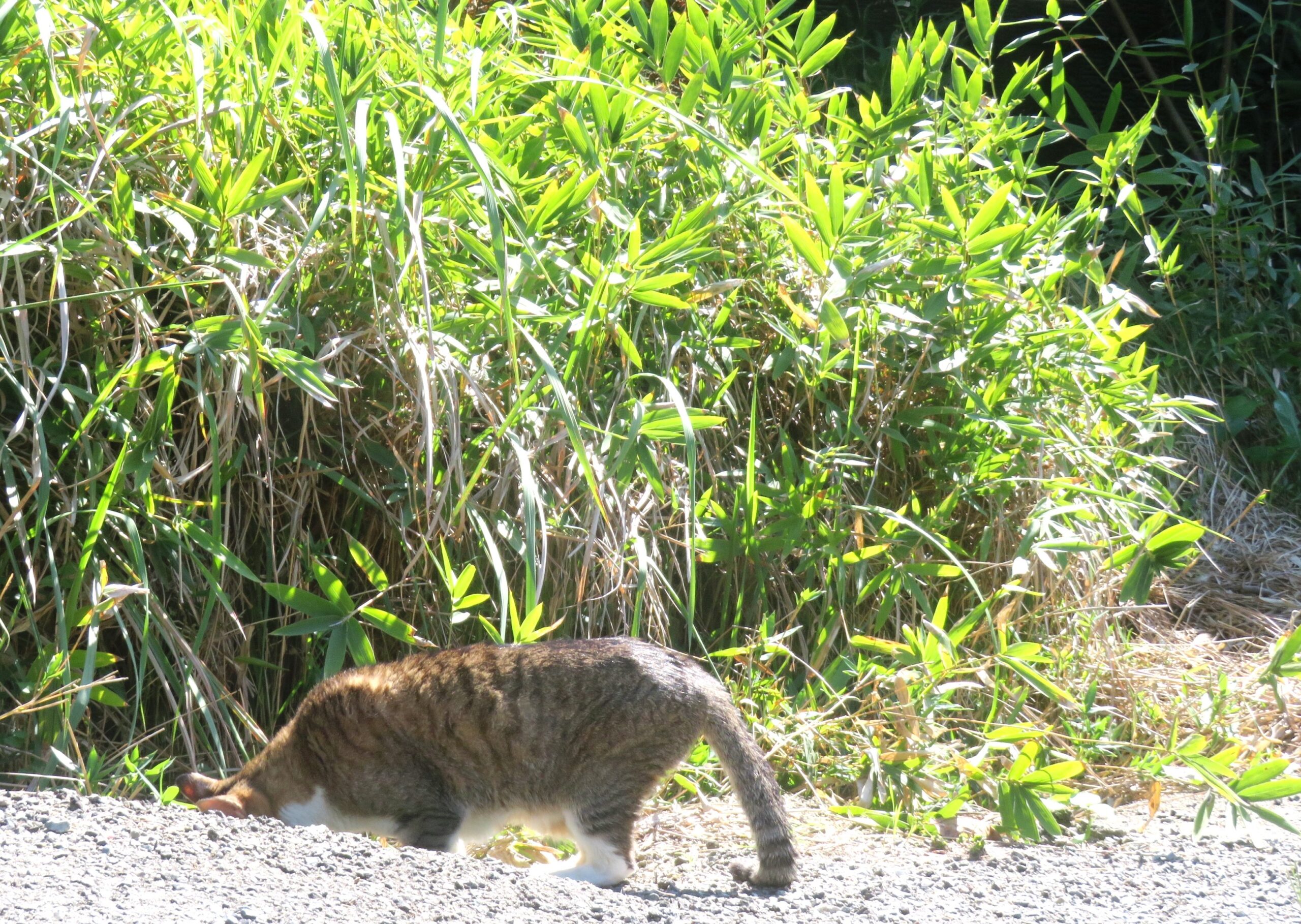 ねこ、風太 巡回