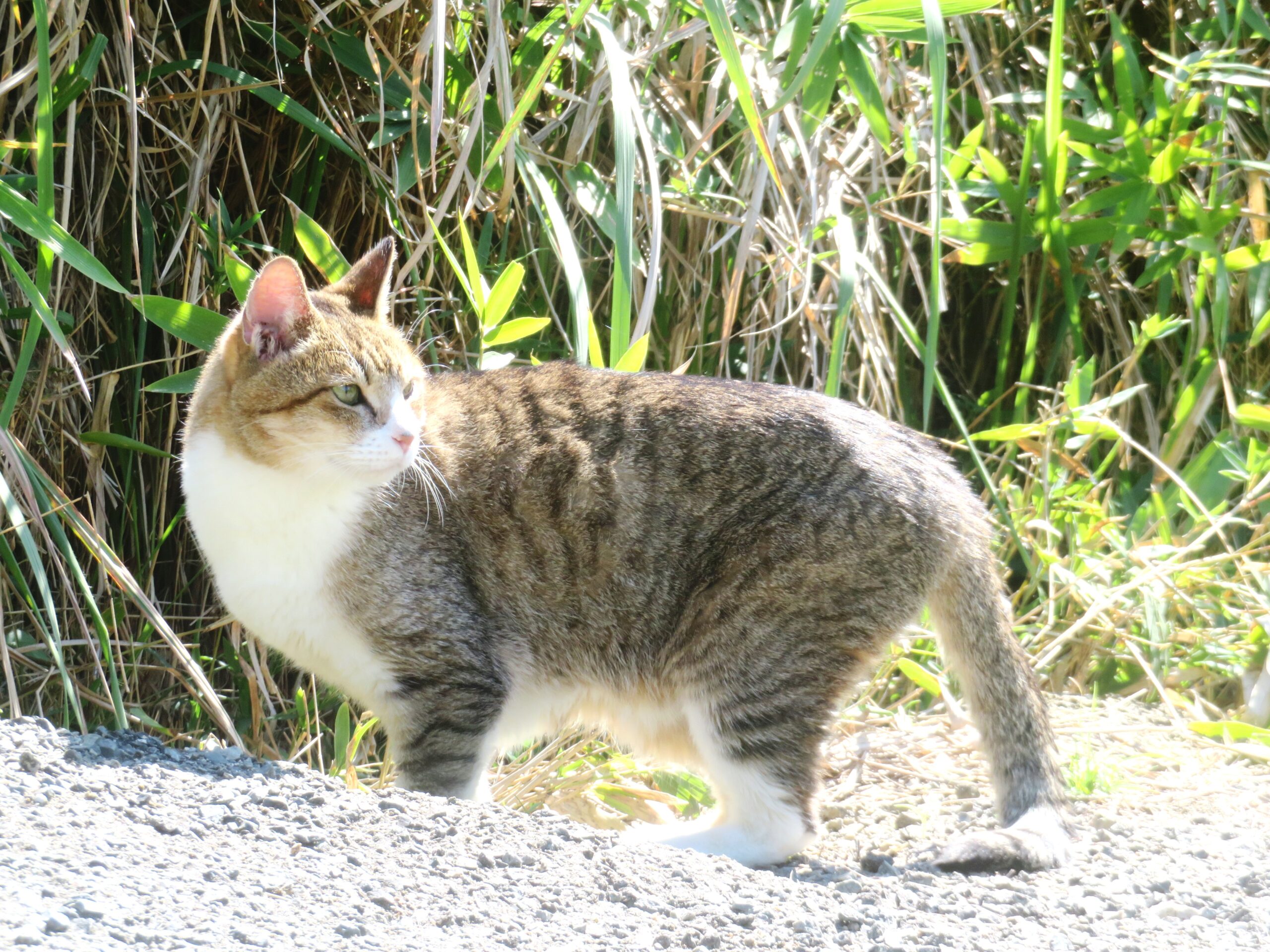 ねこ、風太 巡回
