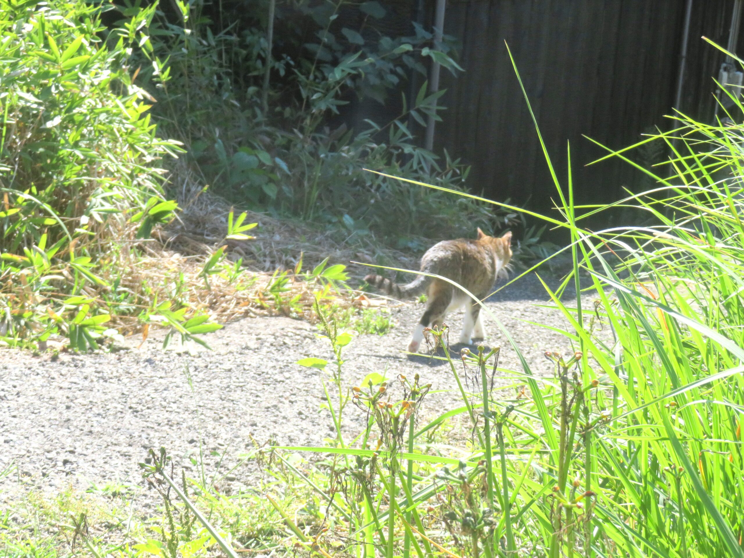 ねこ、風太 巡回