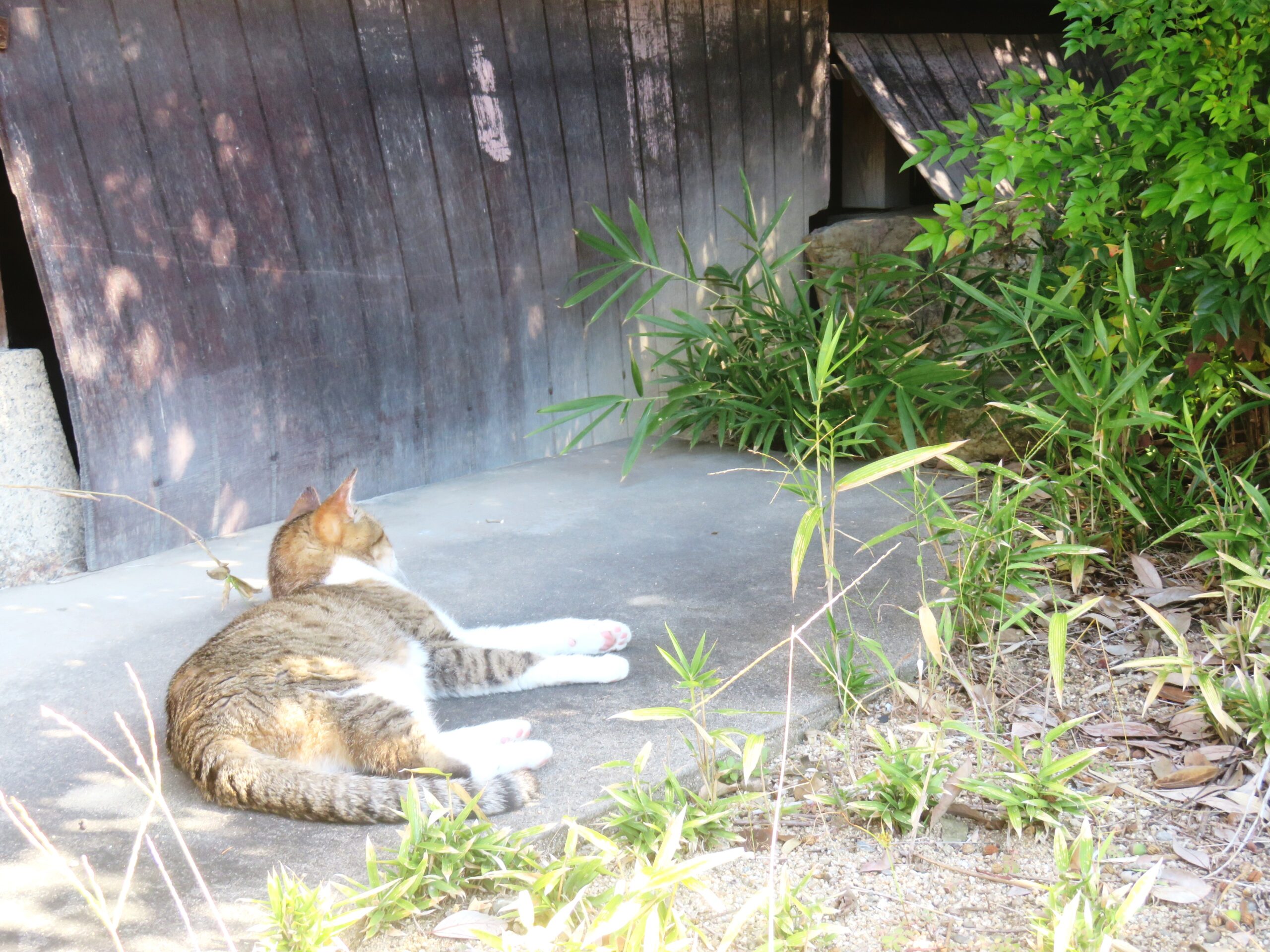 ねこ、風太　巡回