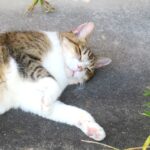 ねこ、風太　巡回