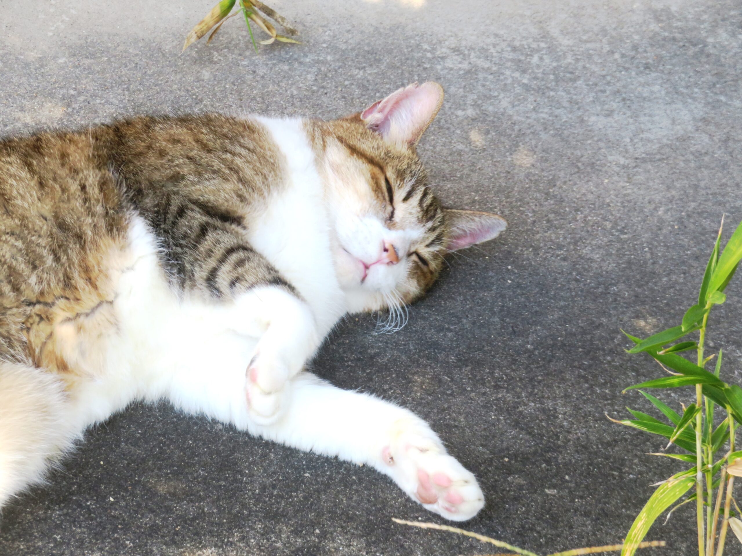 ねこ、風太　巡回