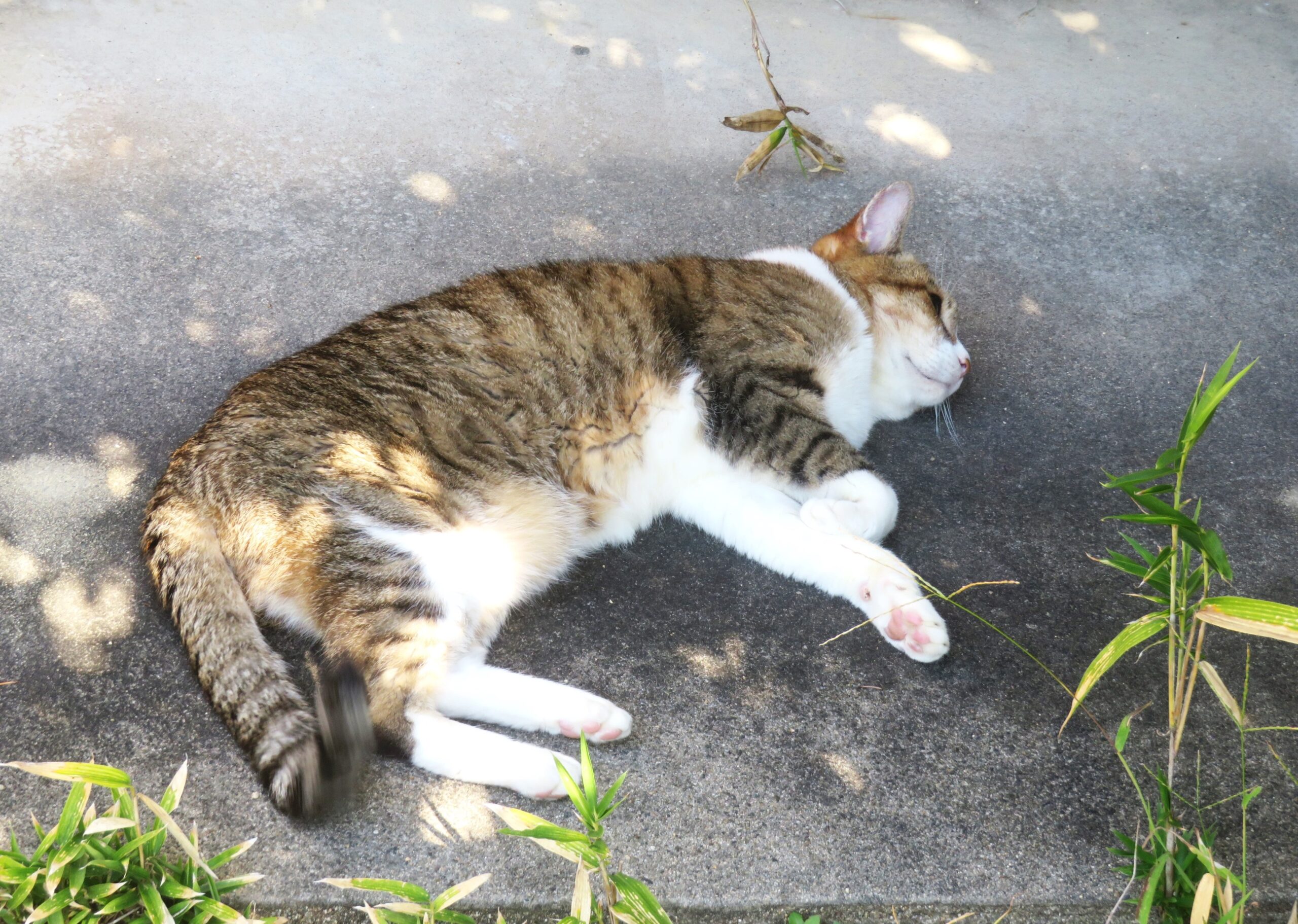 ねこ、風太　巡回