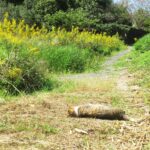 ねこ、風太　巡回