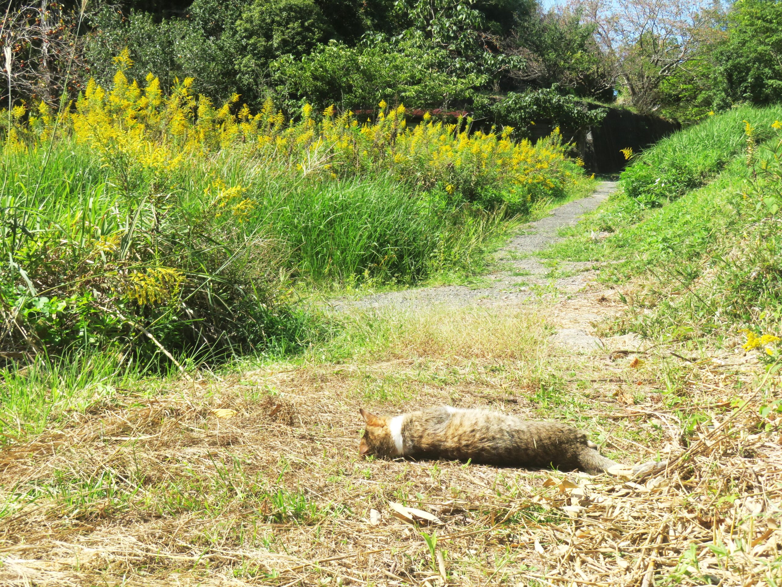 ねこ、風太　巡回