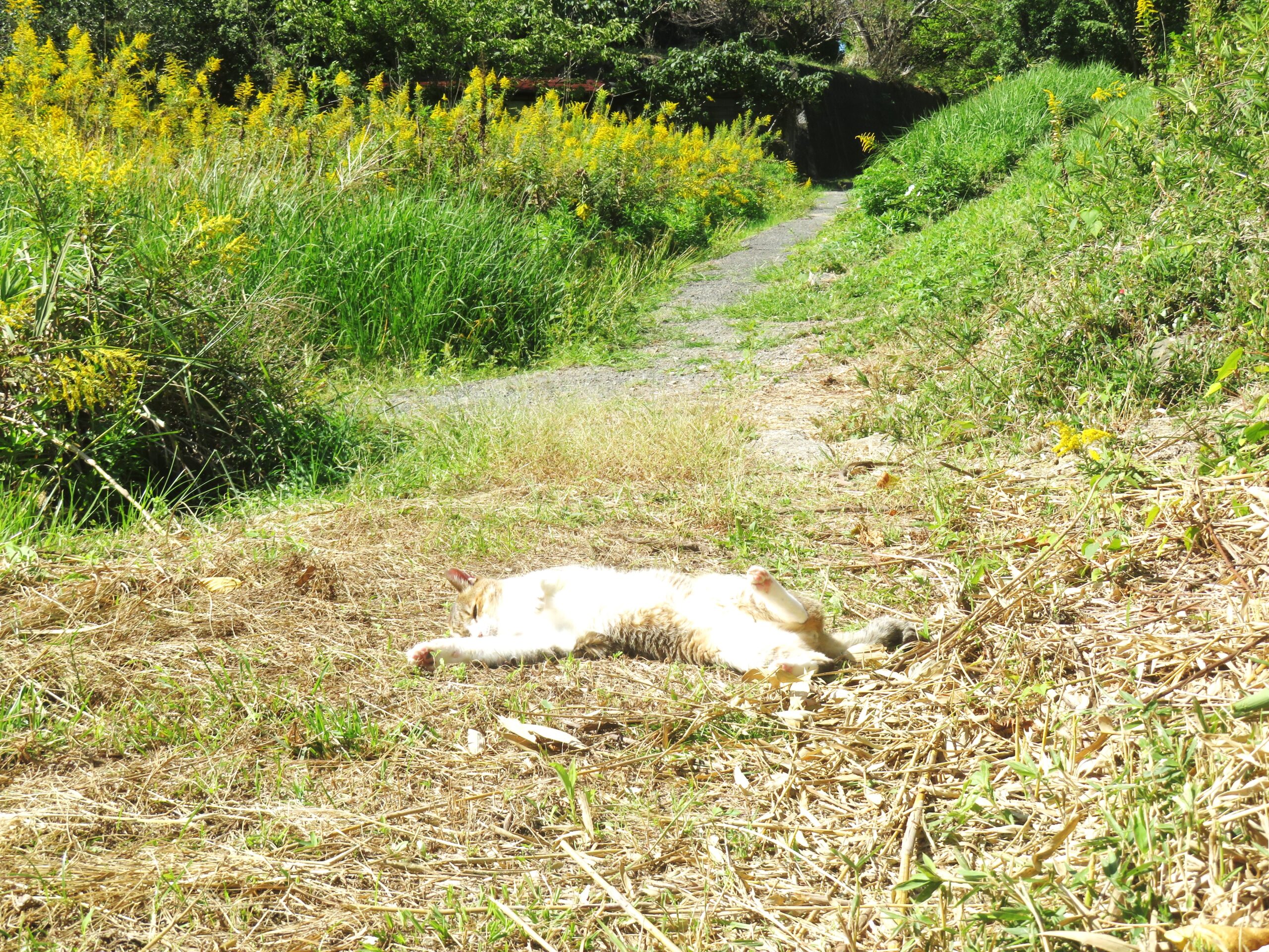 ねこ、風太　巡回